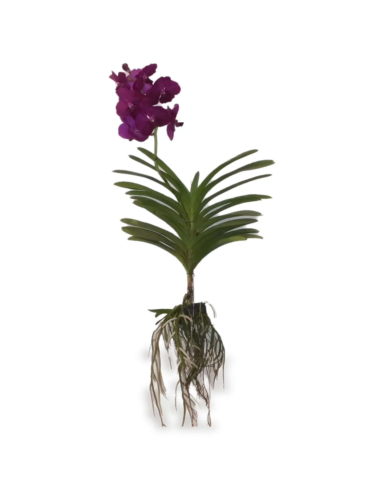 ORQUIDEA VANDA -CORES E TAMANHOS VARIADAS