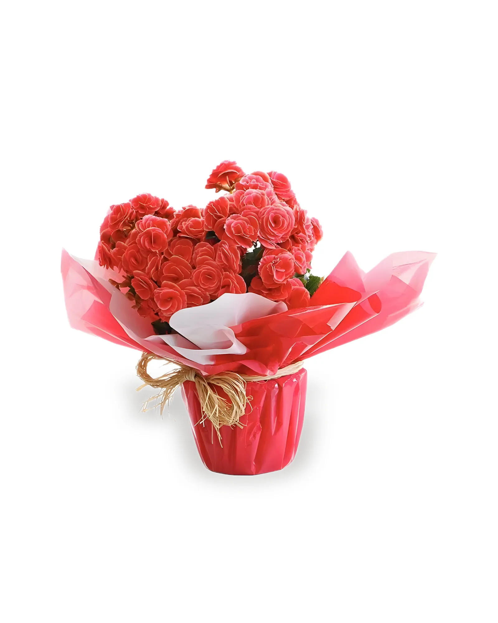 Arranjo Natural Begonia Florença 13