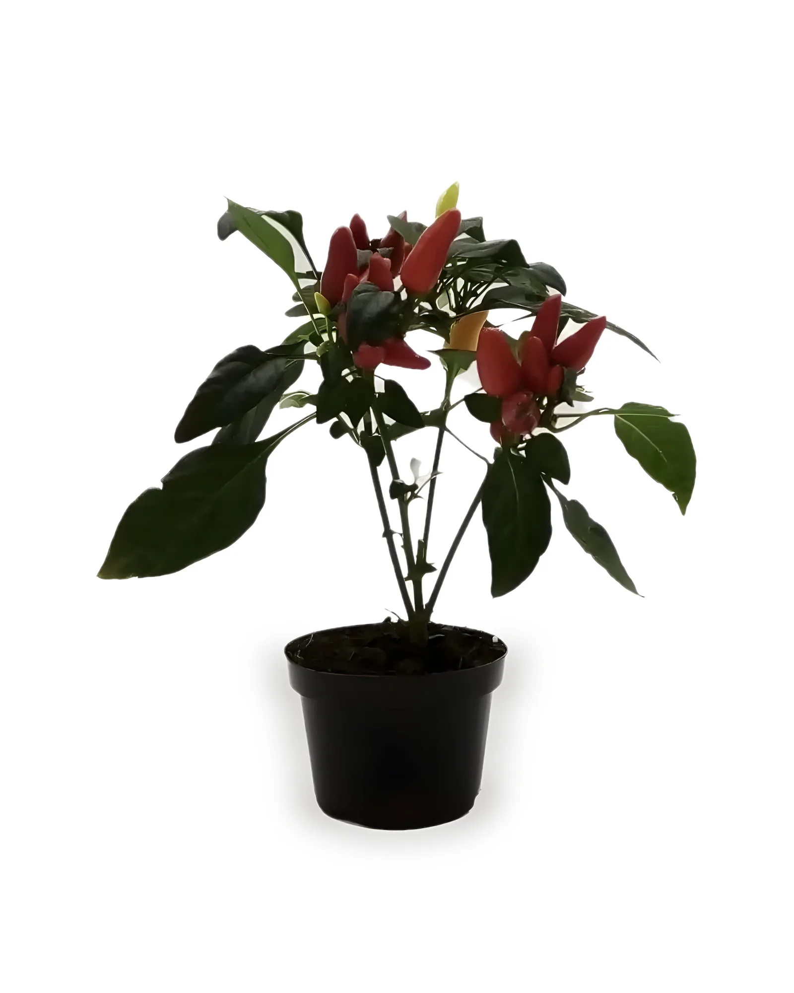 PIMENTA DECORATIVA MDPT11 cor variada