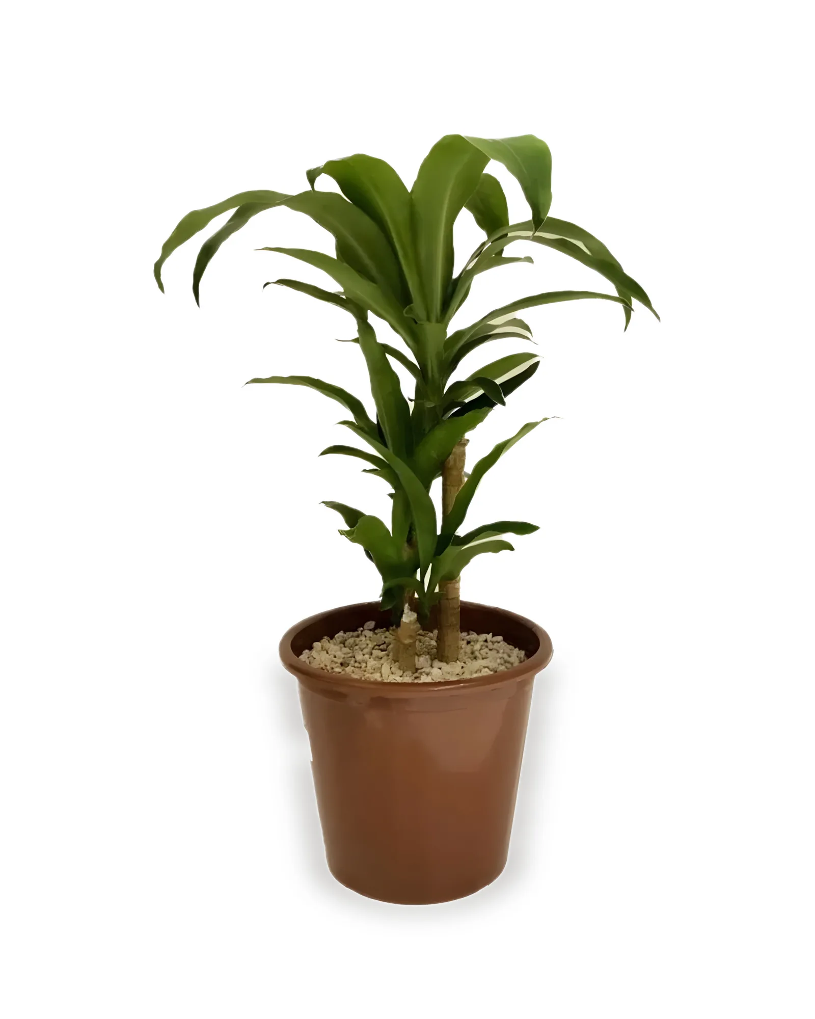 DRACENA PAU D'ÁGUA POTE 30