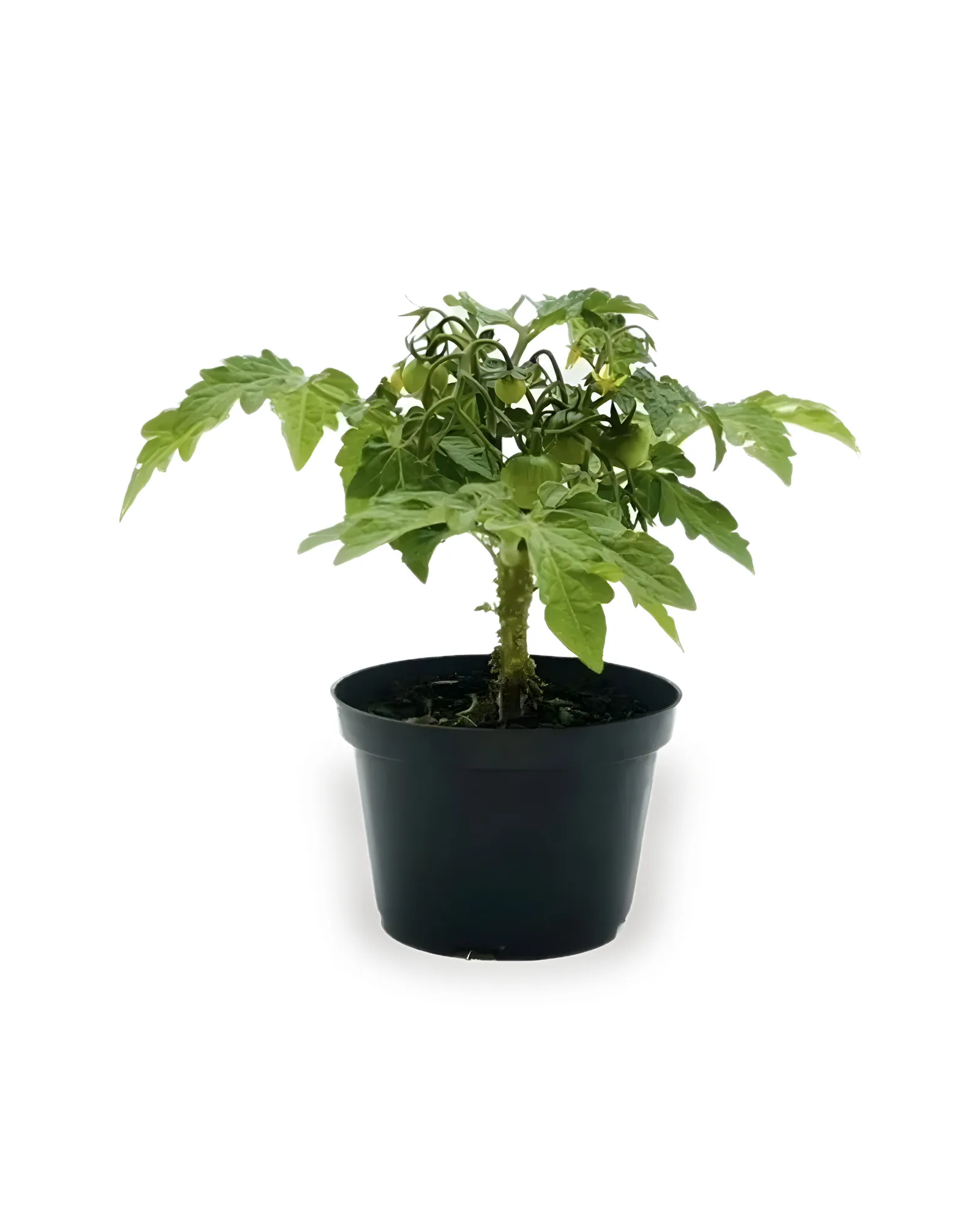 TOMATE CEREJA MDPT11