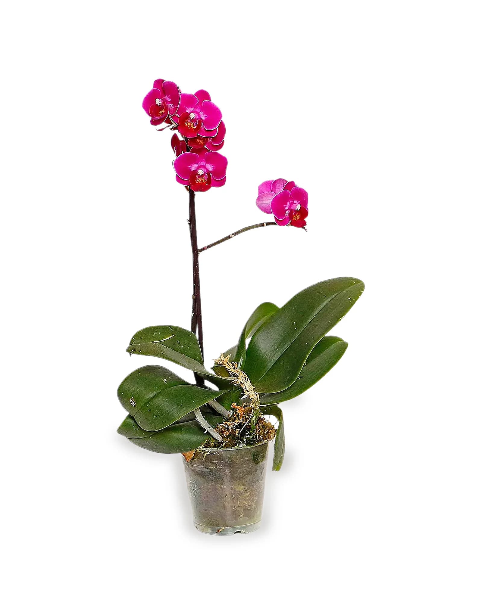 Orquidea Phalaenopsis Mini MDPT09