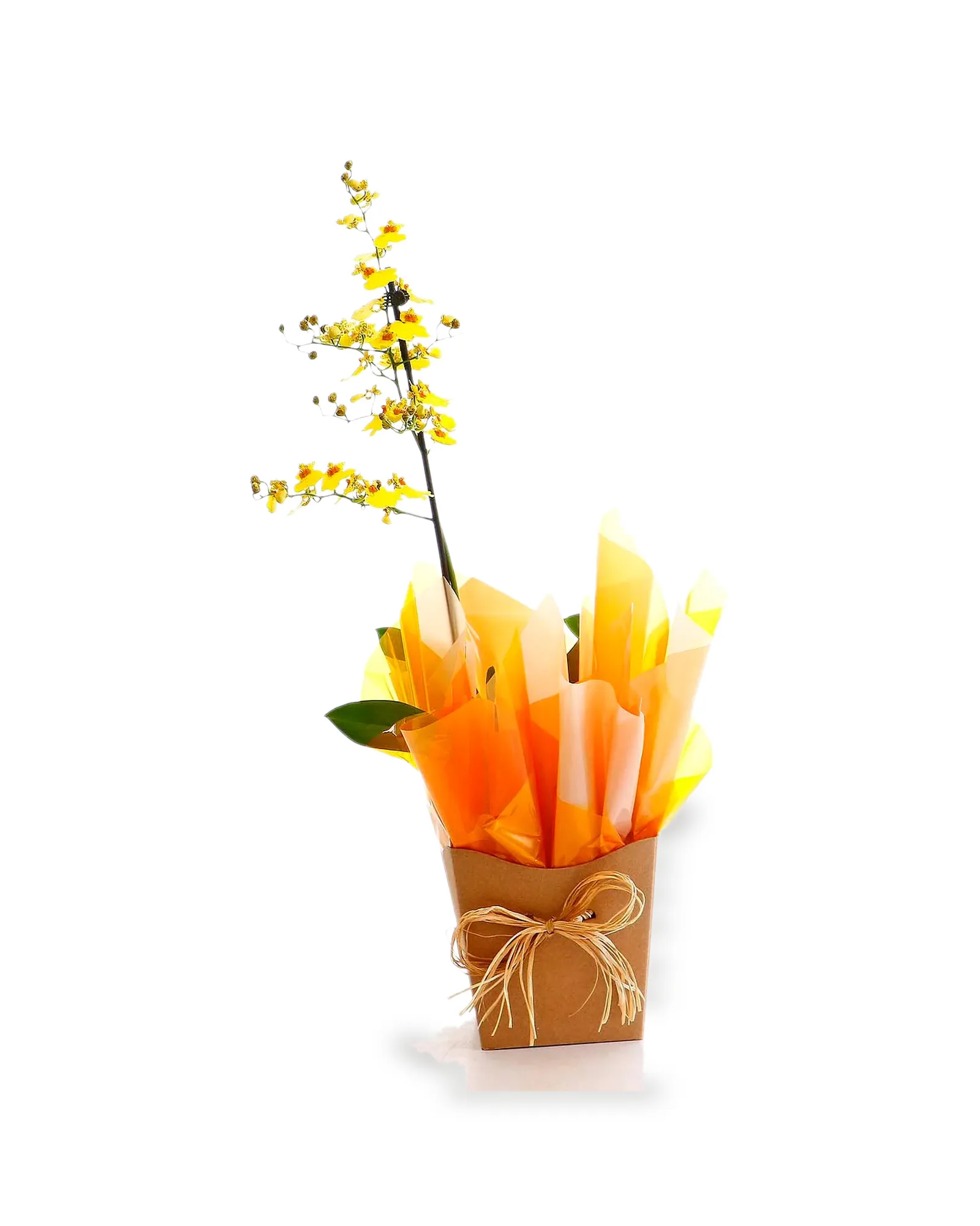 Arranjo Natural Orquidea Oncidium Madri 36