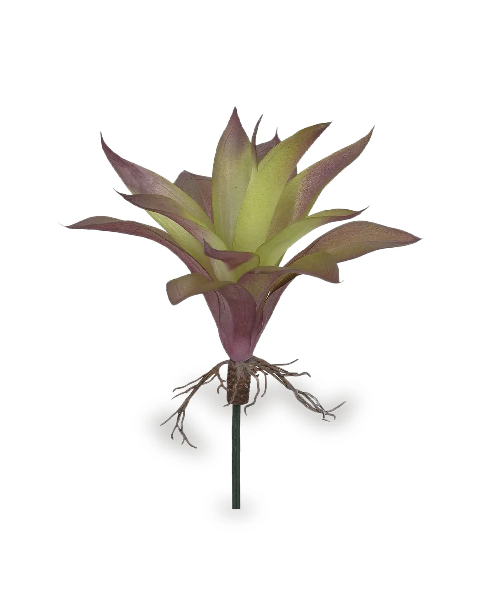 AGAVE COM RAIZ X13 VD OUT 24CM