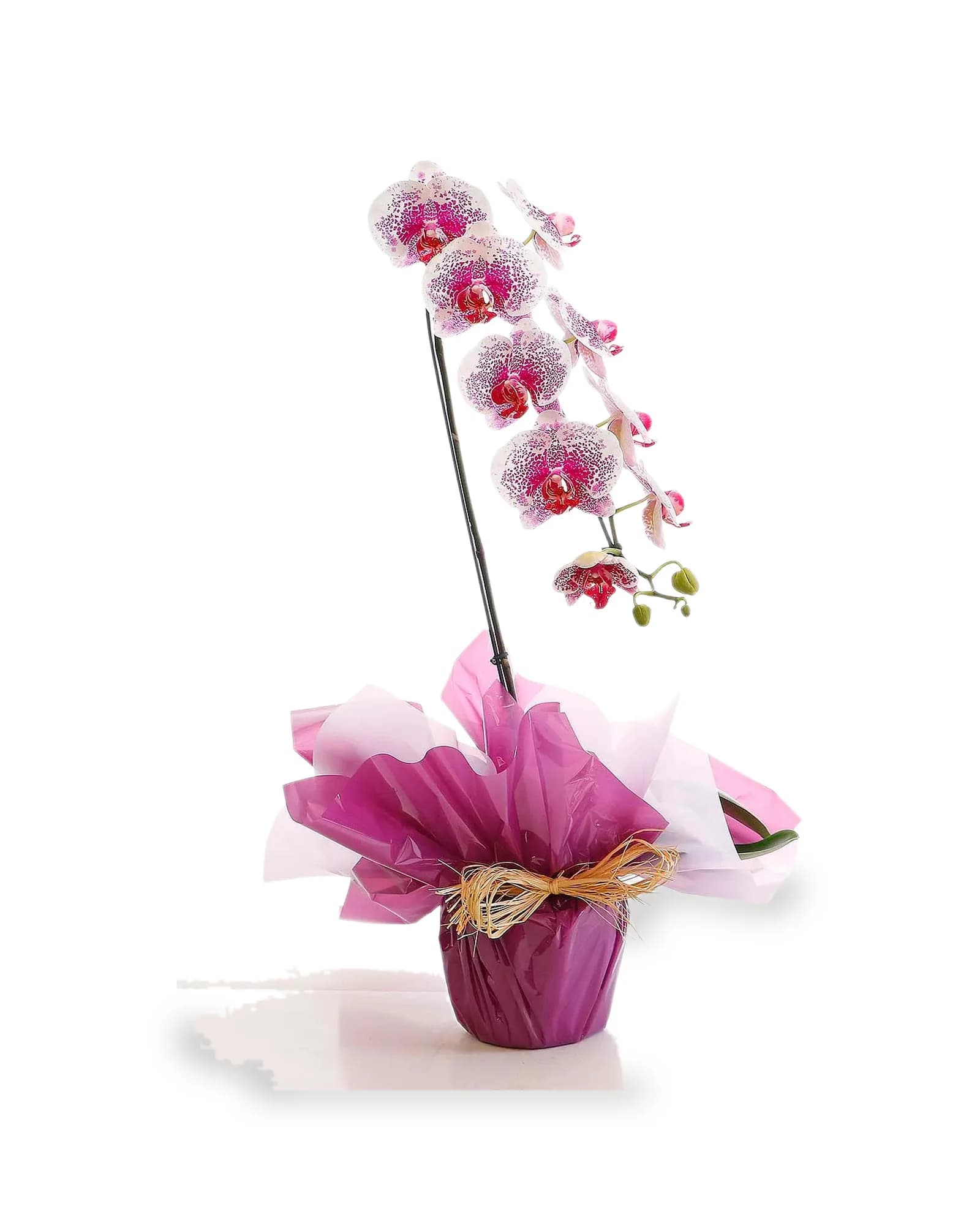 Arranjo Natural Orquidea Phalaenopsis Madri 47