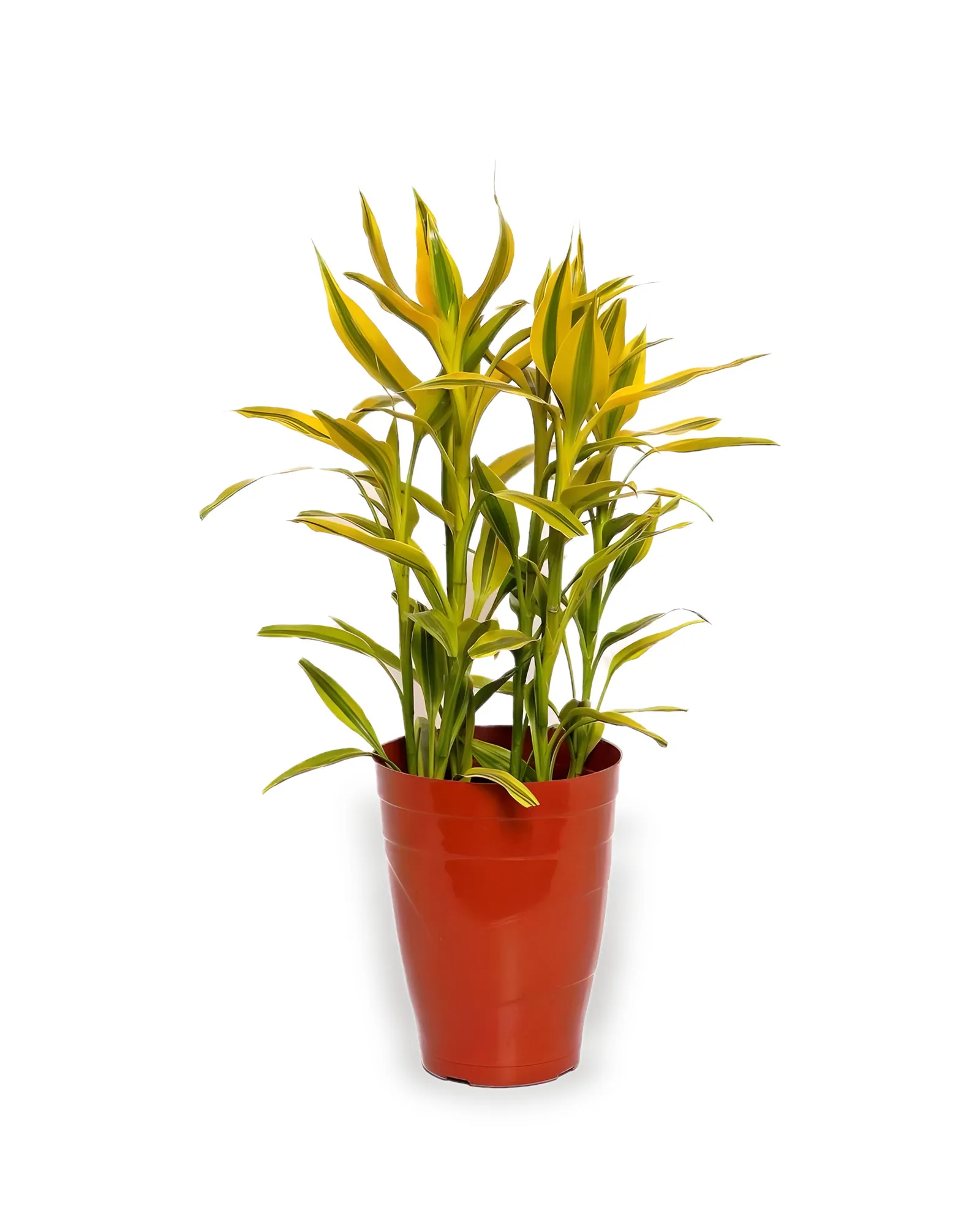 Dracena Sanderiana MDPT17 (enviamos para todo Brasil)