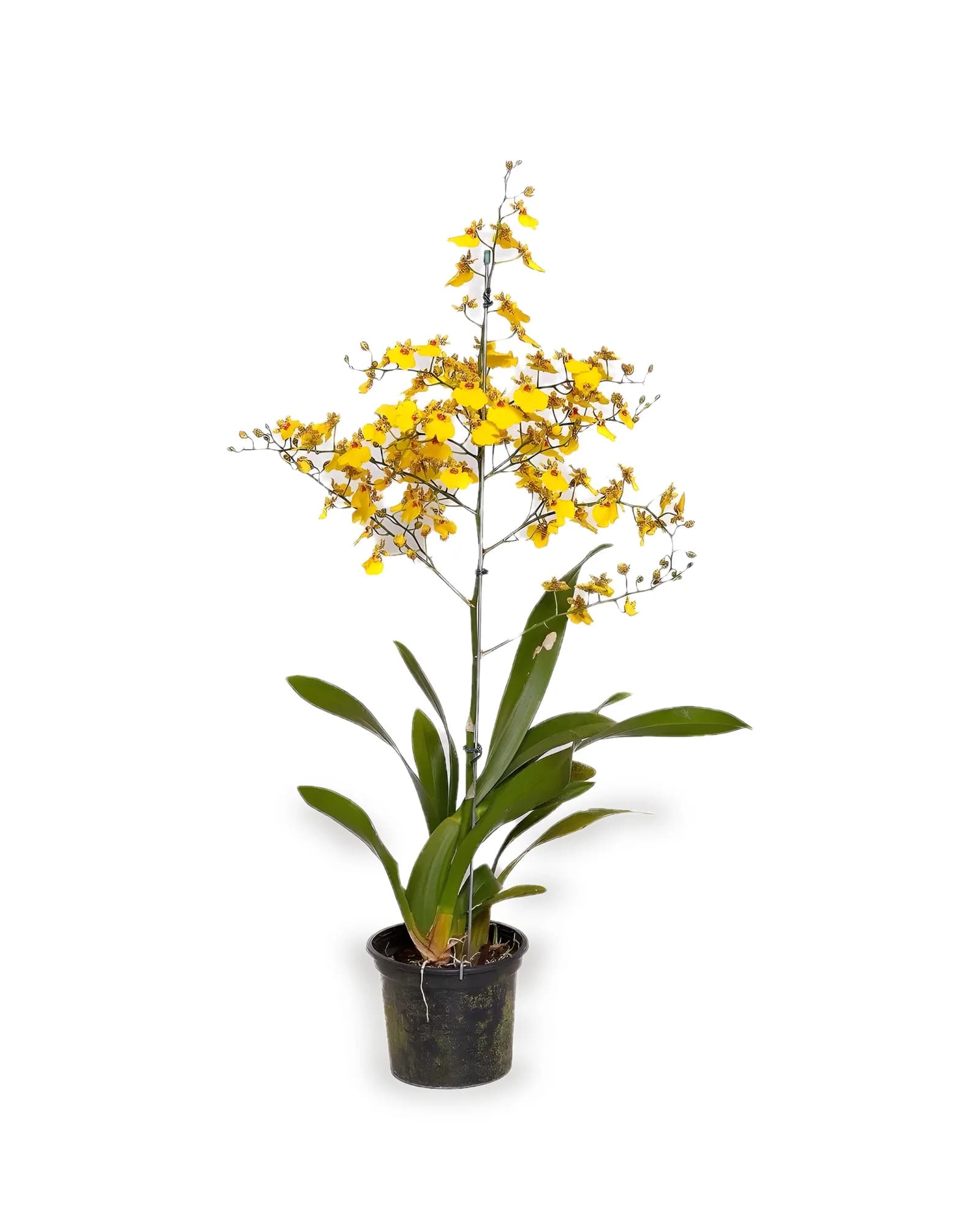 Orquídea Oncidium Amarela MDPT15VL
