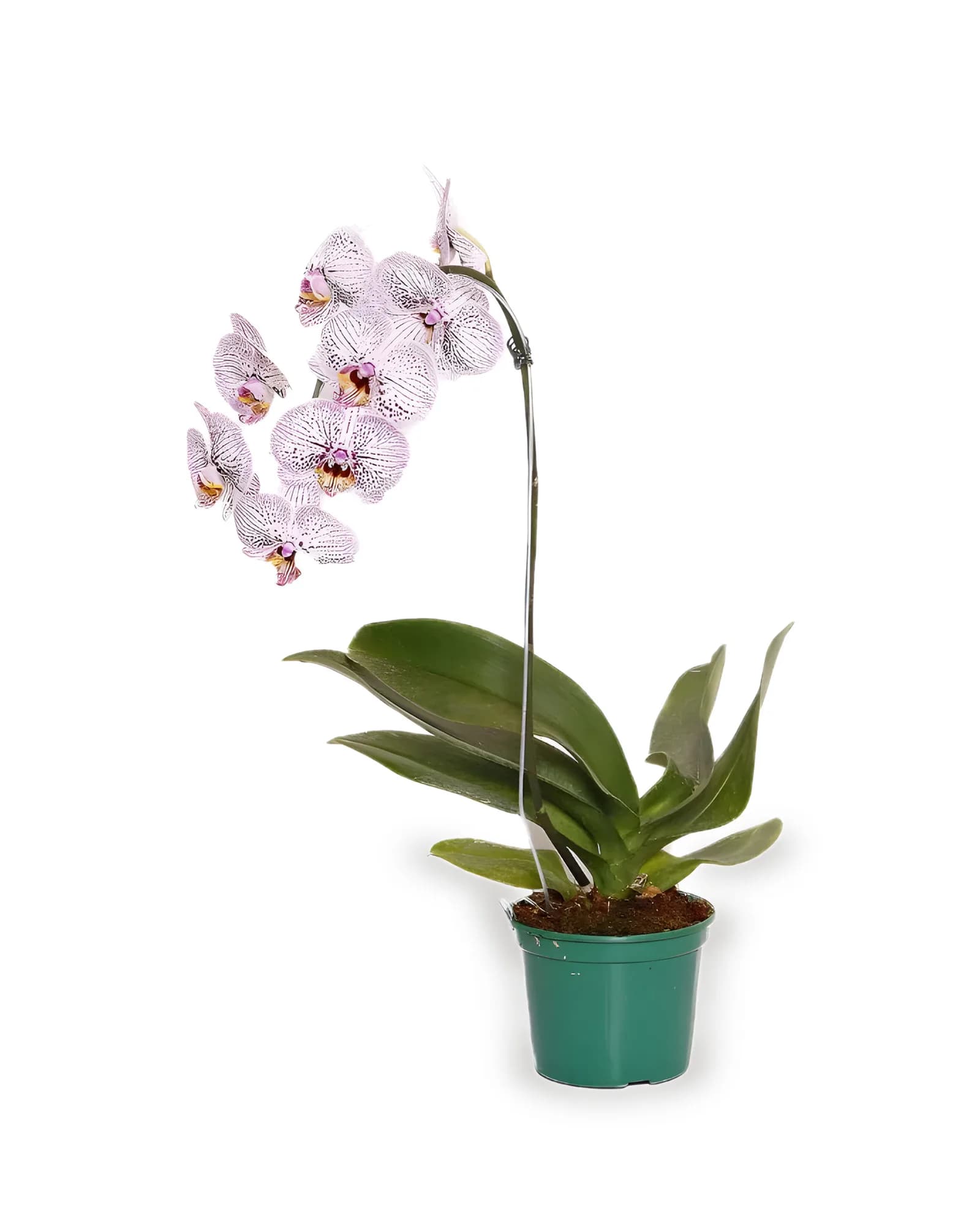 Orquidea Phalaenopsis Cascata MDPT15