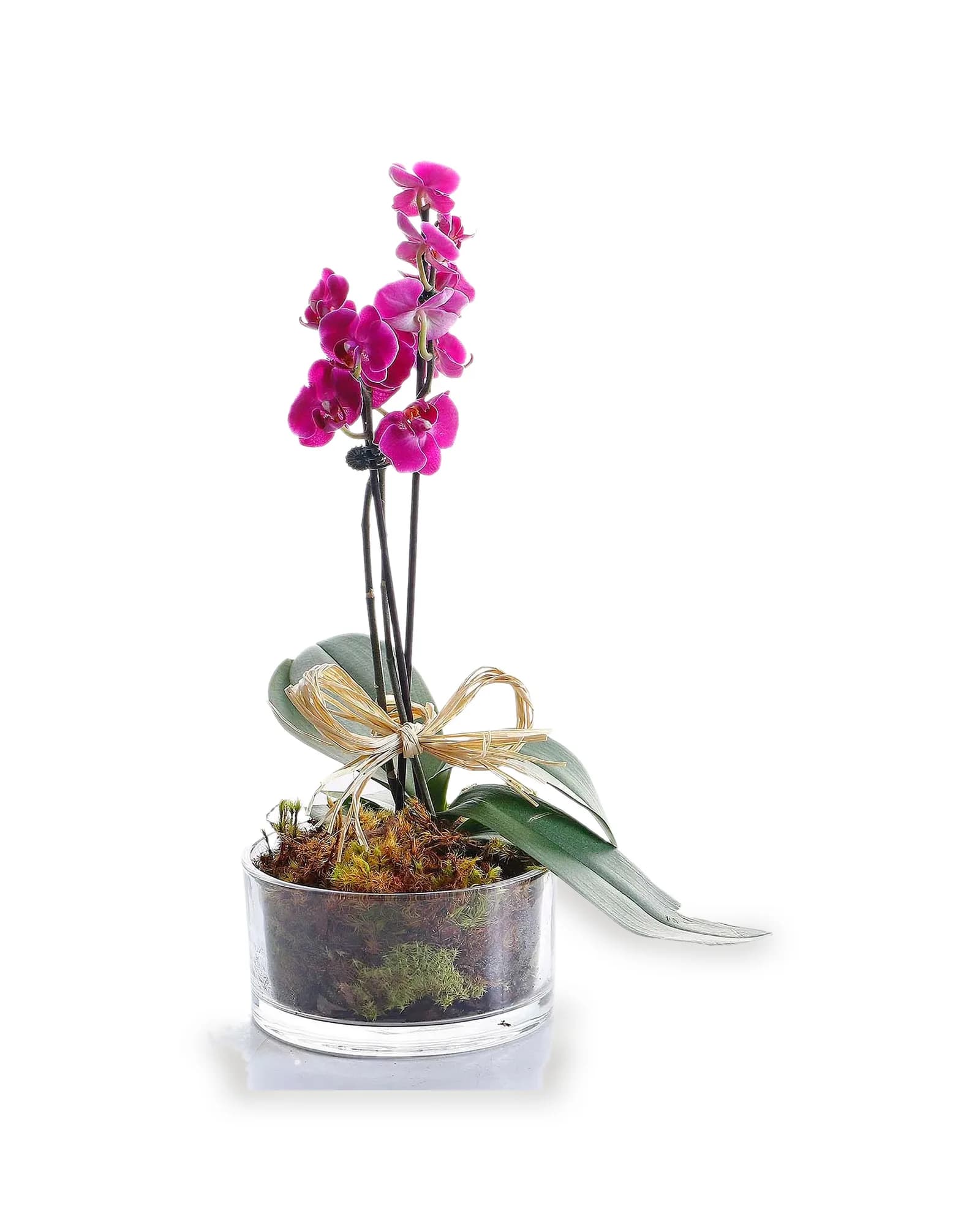 Arranjo Natural Orquidea Phalaenopsis Mini Madri 60