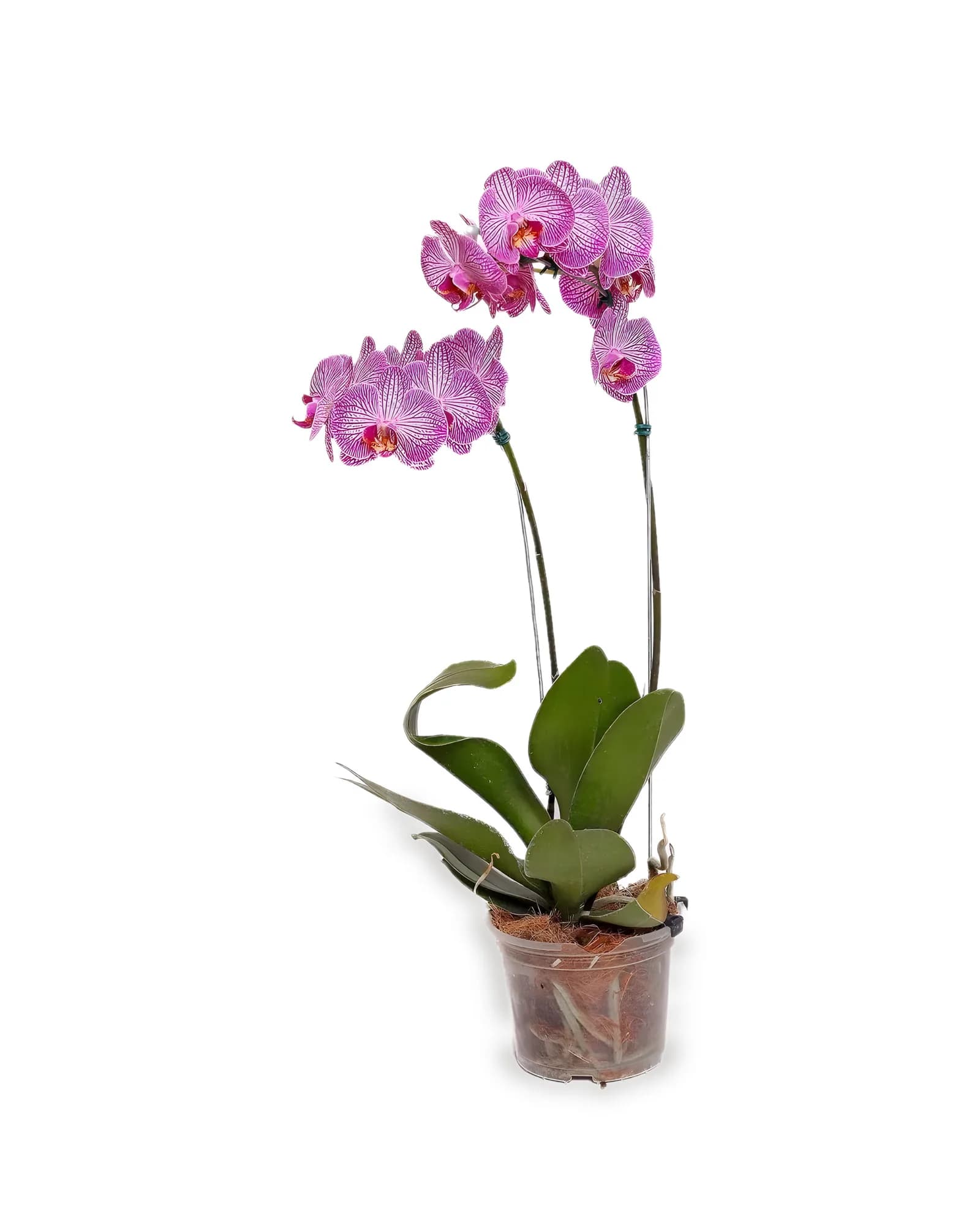 Orquídea Phalaenopsis Variadas MDPT15