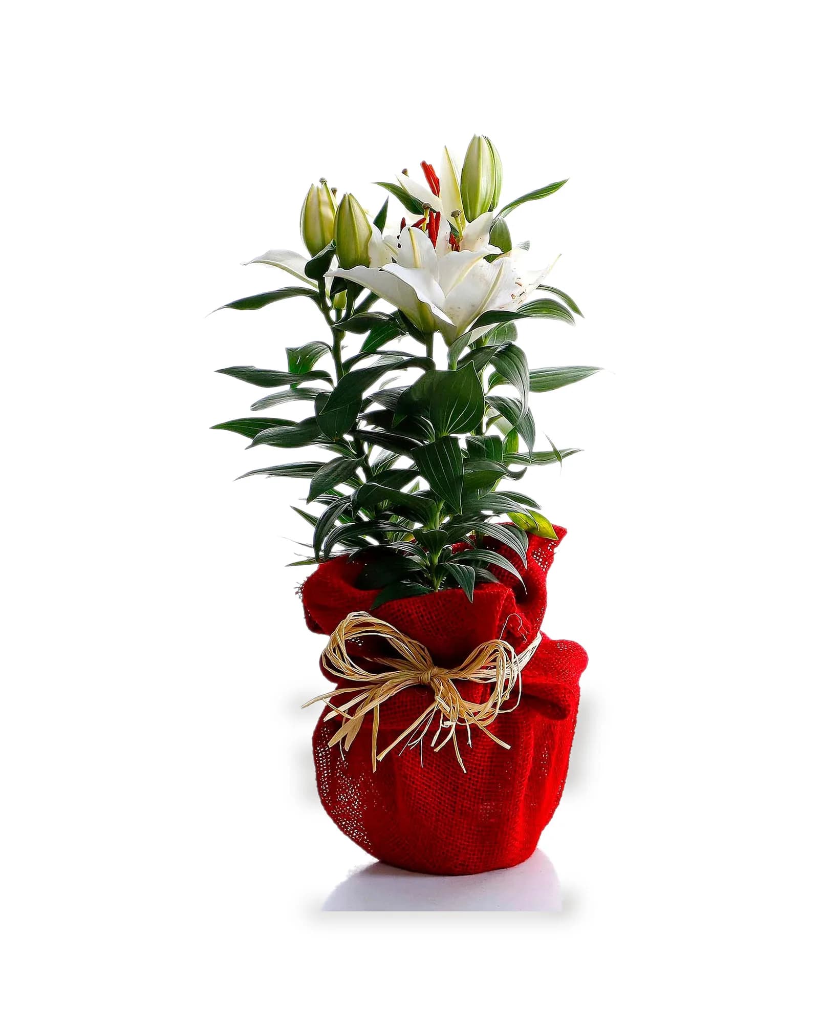 Arranjo Natural Lirio Paris 28