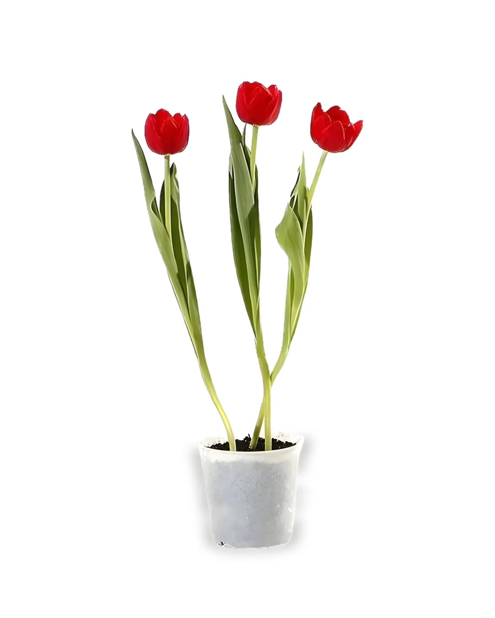 Tulipa CORES VARIADAS pote 12