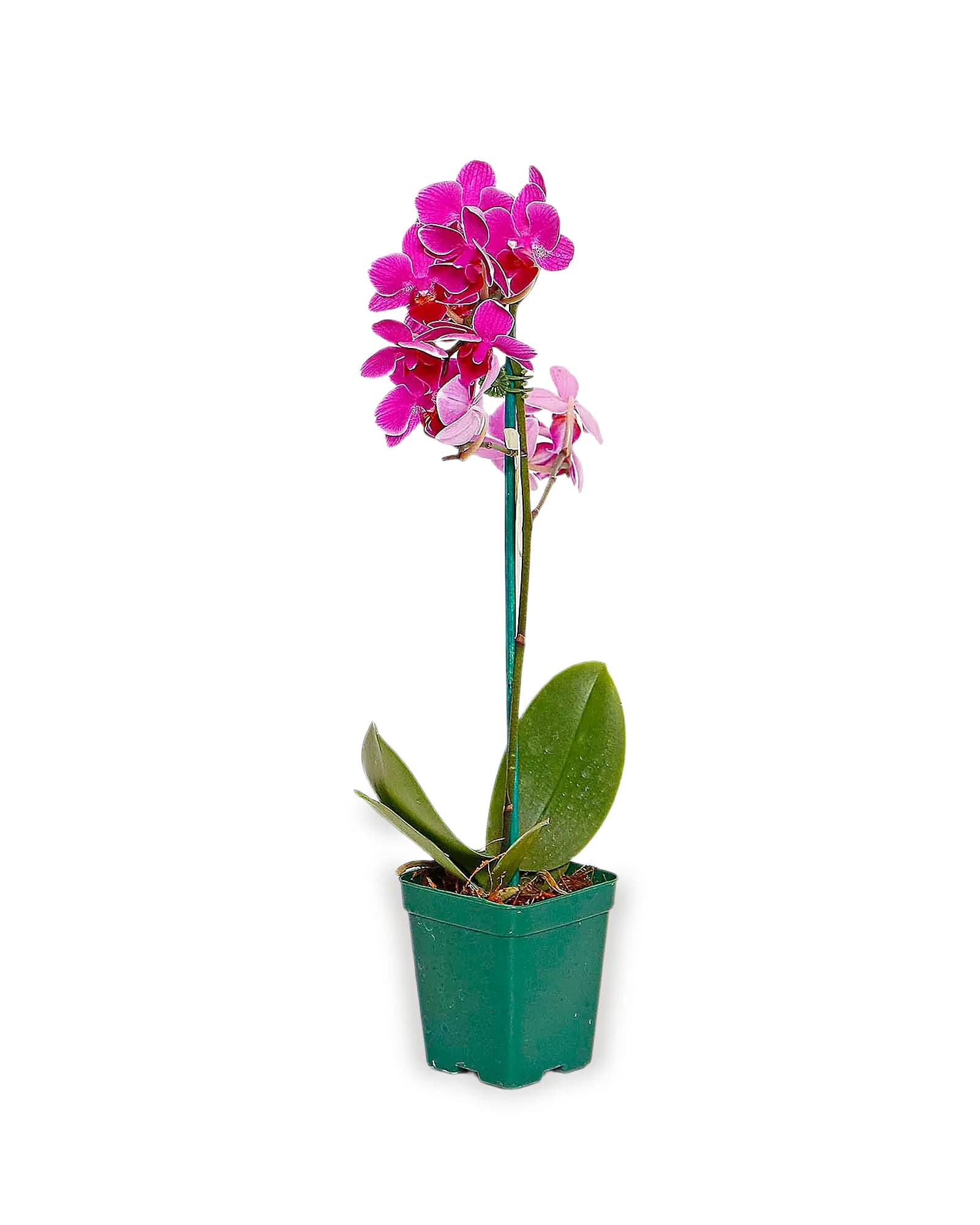 Orquidea Phalaenopsis Mini HIDROPOTE PT06 -CORES VARIADAS-MDPT06