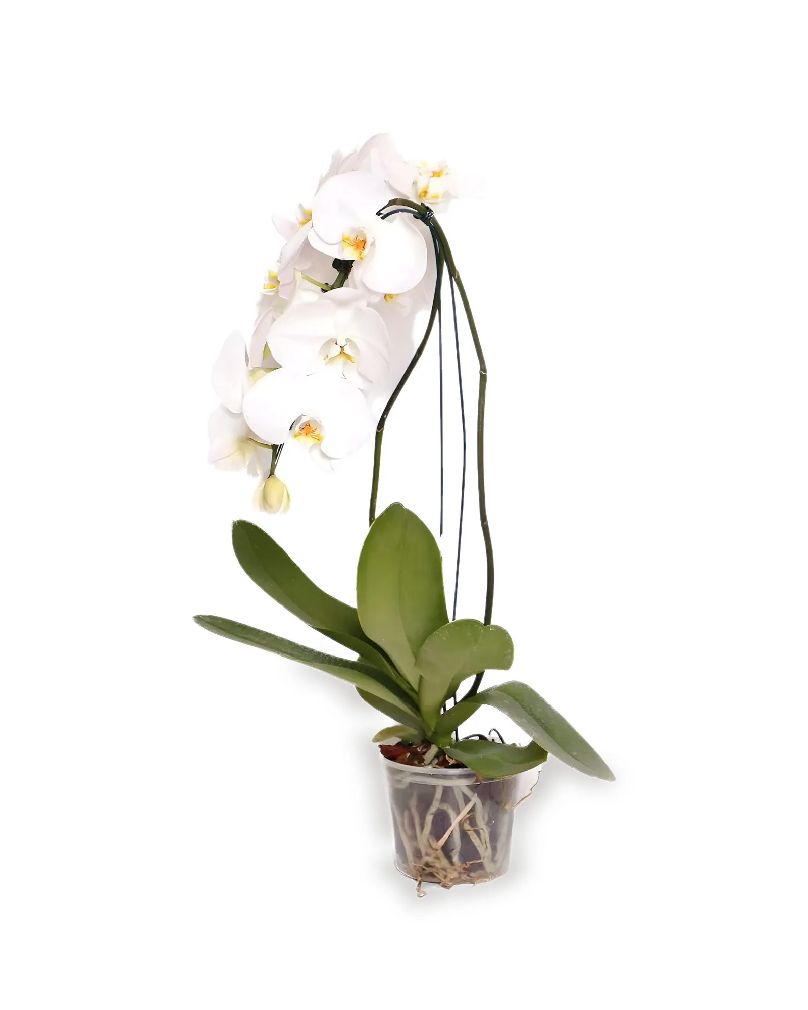 Orquidea Phalaenopsis Cascata 1 haste-MDPT15-CORES VARIADAS