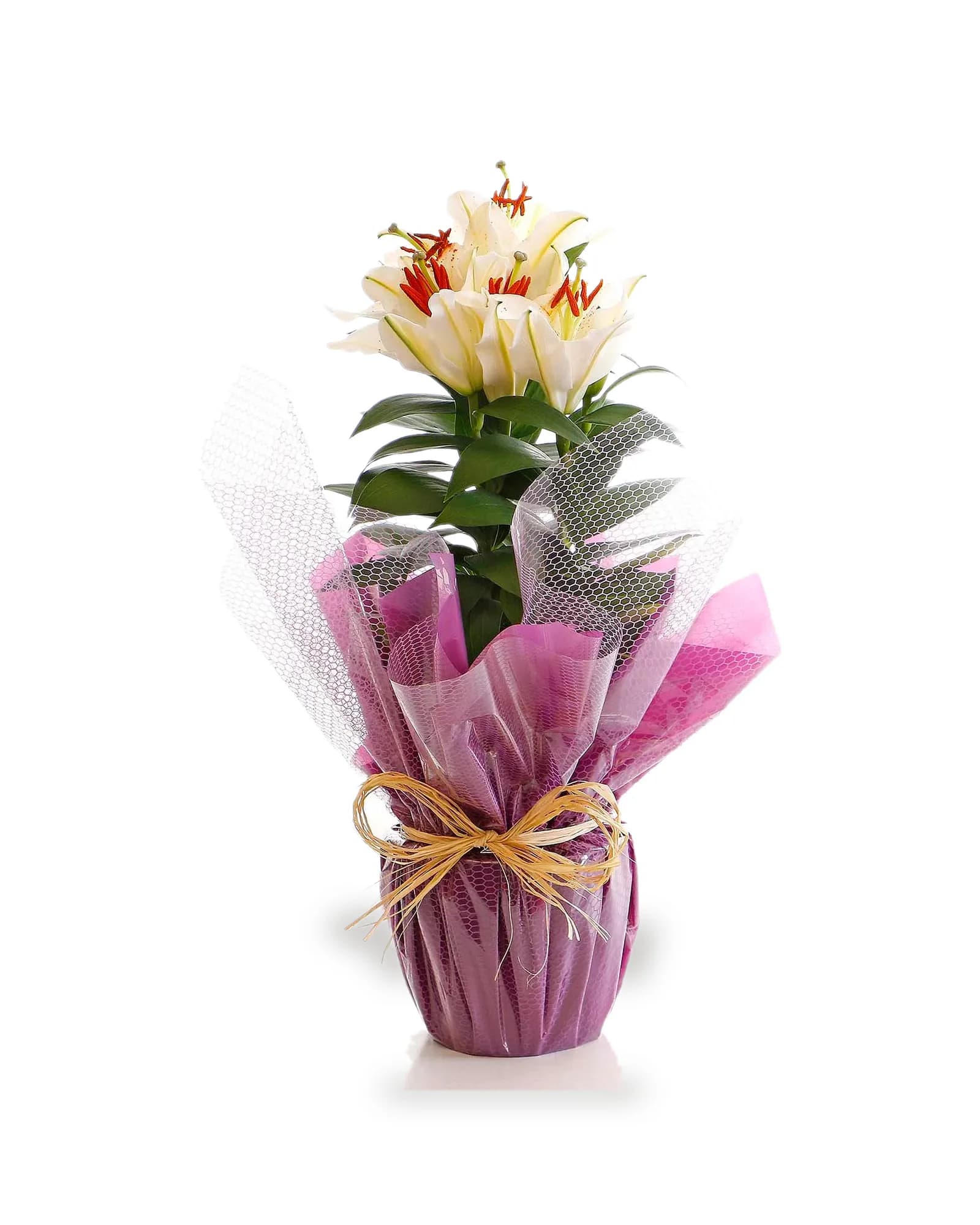 Arranjo Natural Lirio Paris 27