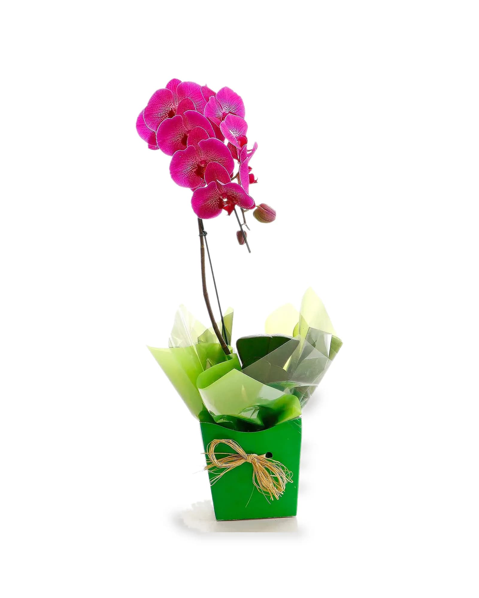 Arranjo Natural Orquidea Phalaenopsis Madri 48