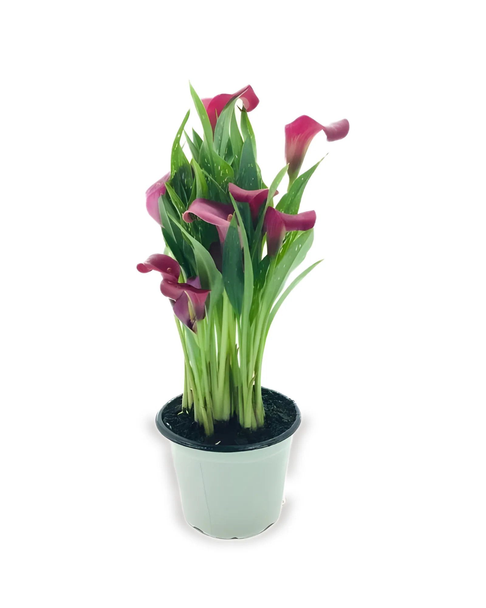 CALLA COLOR MDPT14 - Cores Variadas