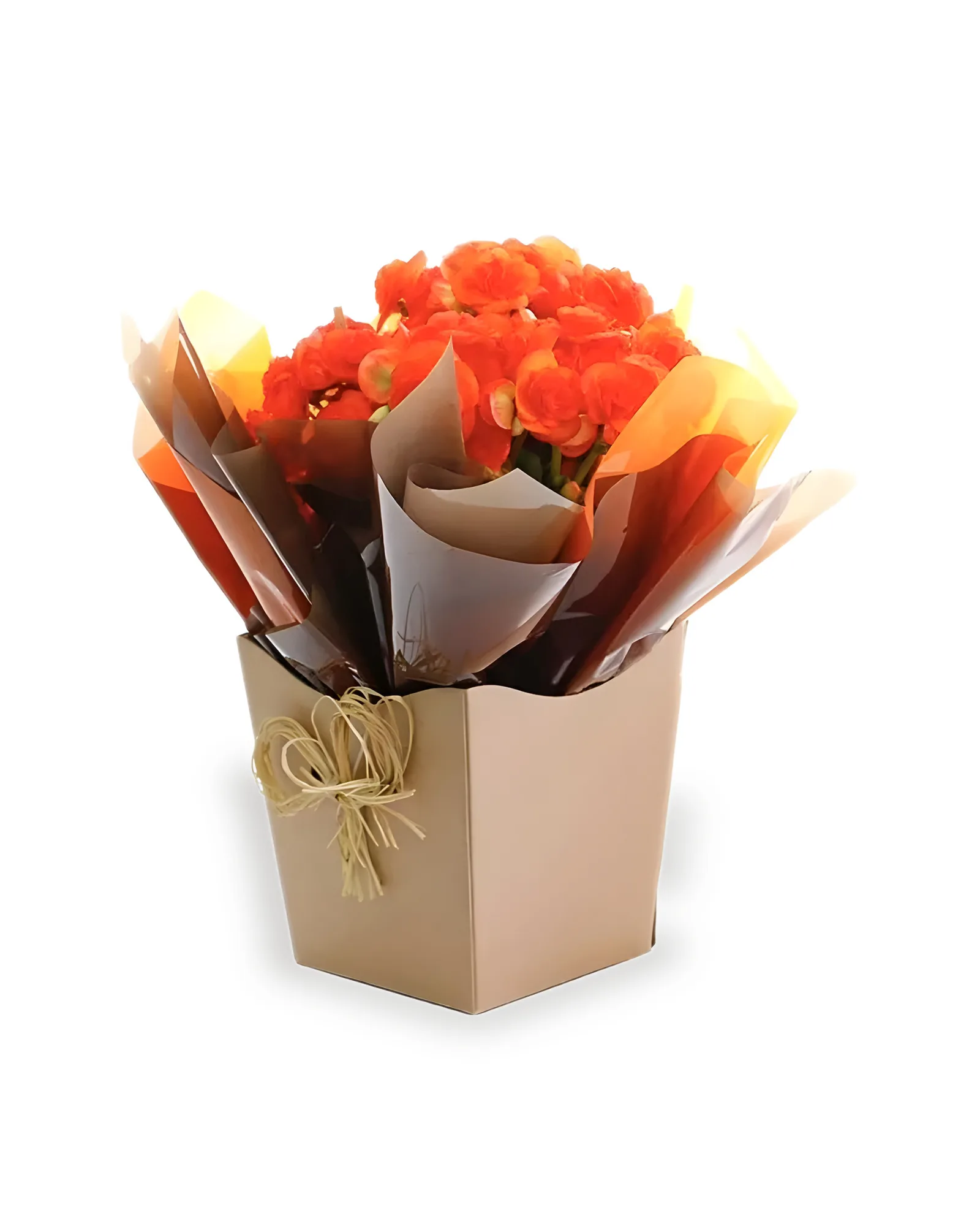 Arranjo Natural Begonia Florença 16