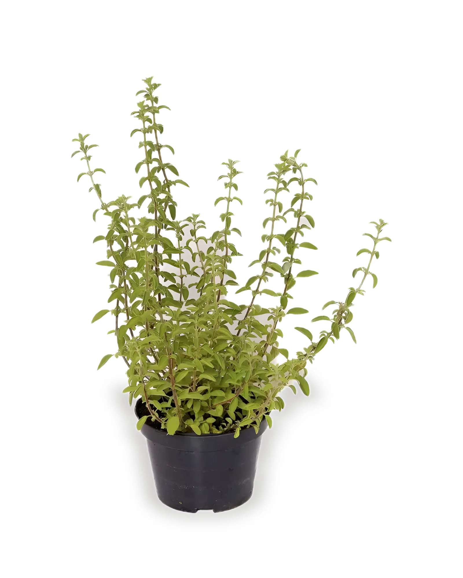 Oregano Pt11