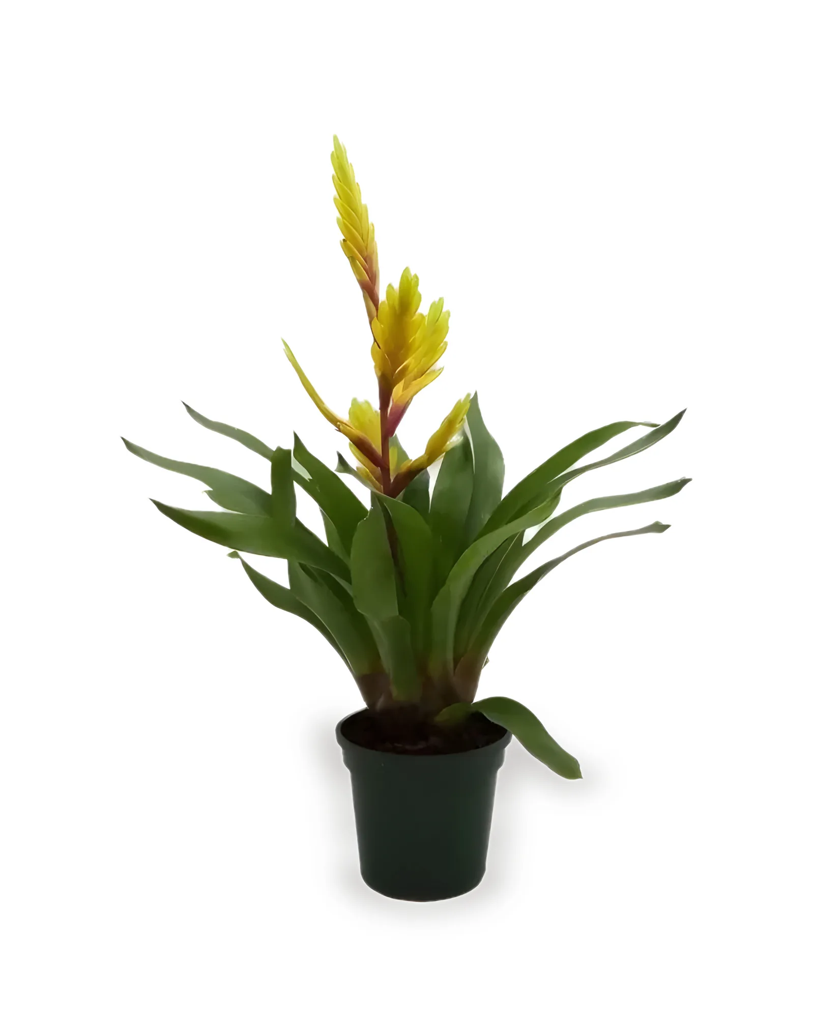 BROMELIA VRIESSEA PT12