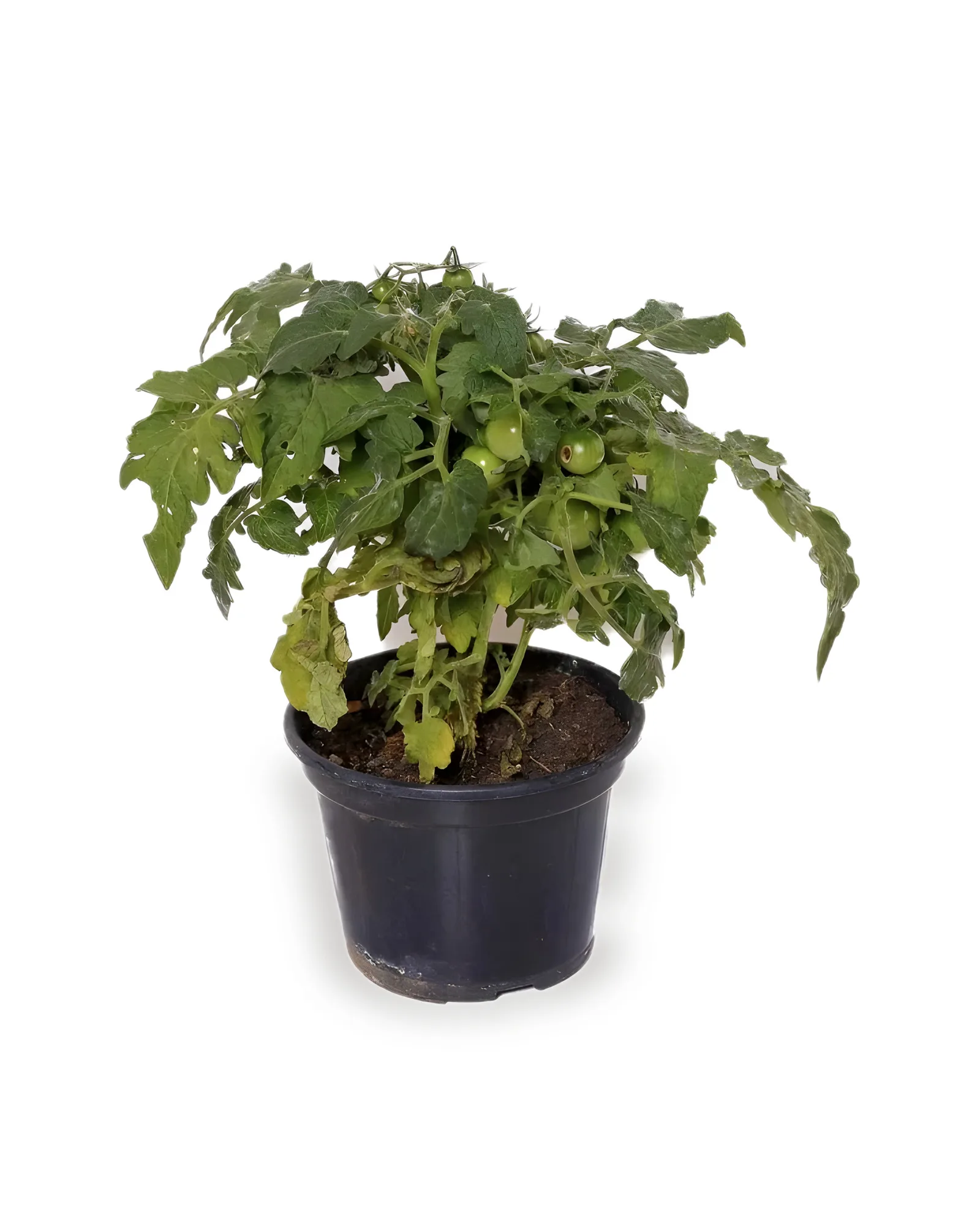 Tomate Cereja Pt15