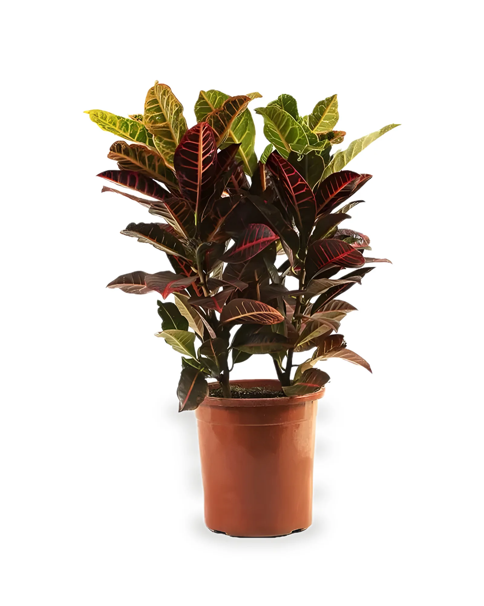 Croton Hibrido Petra MDPT24 (enviamos para todo Brasil)