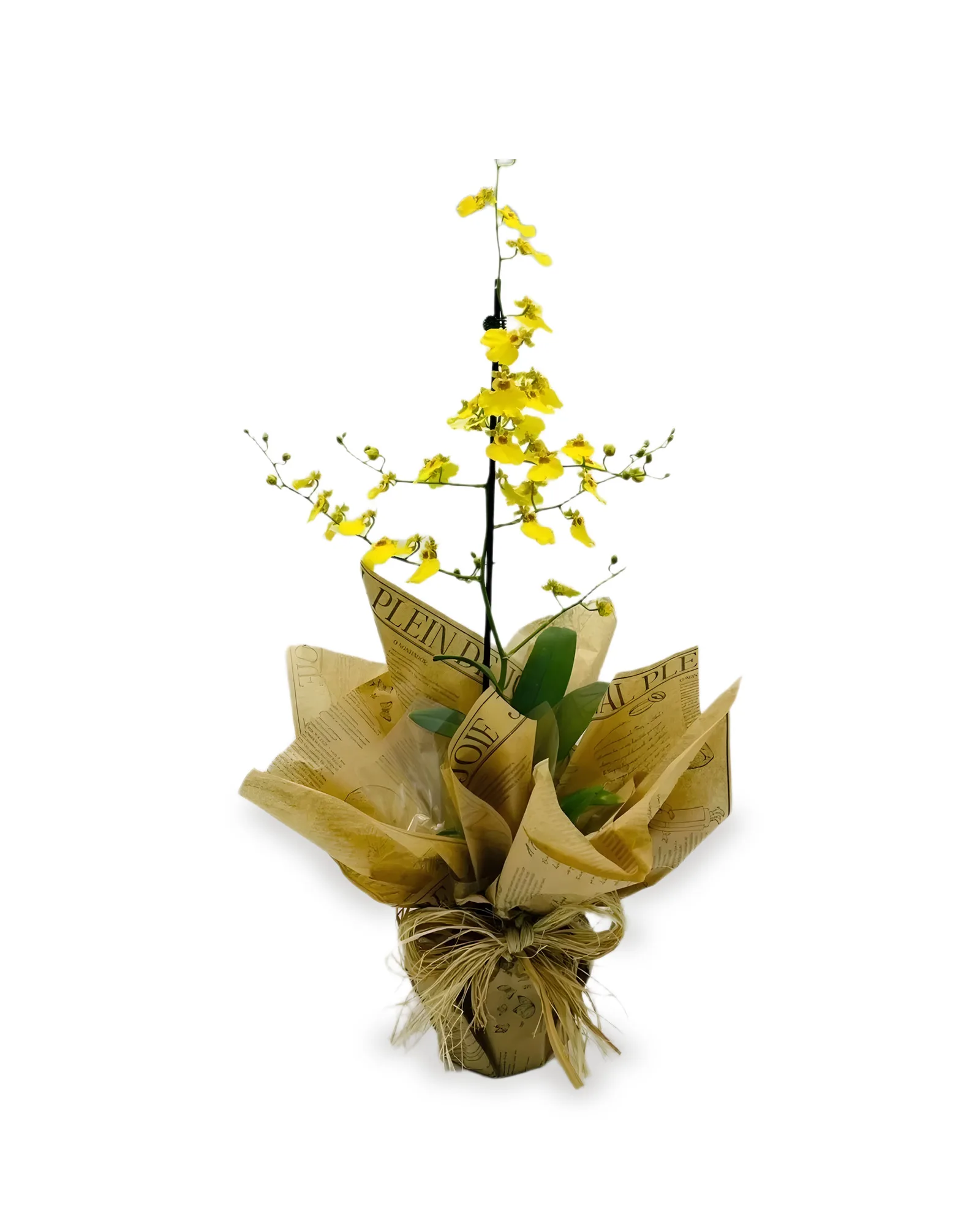 ARRANJO NATURAL ORQUIDEA MADRI 71