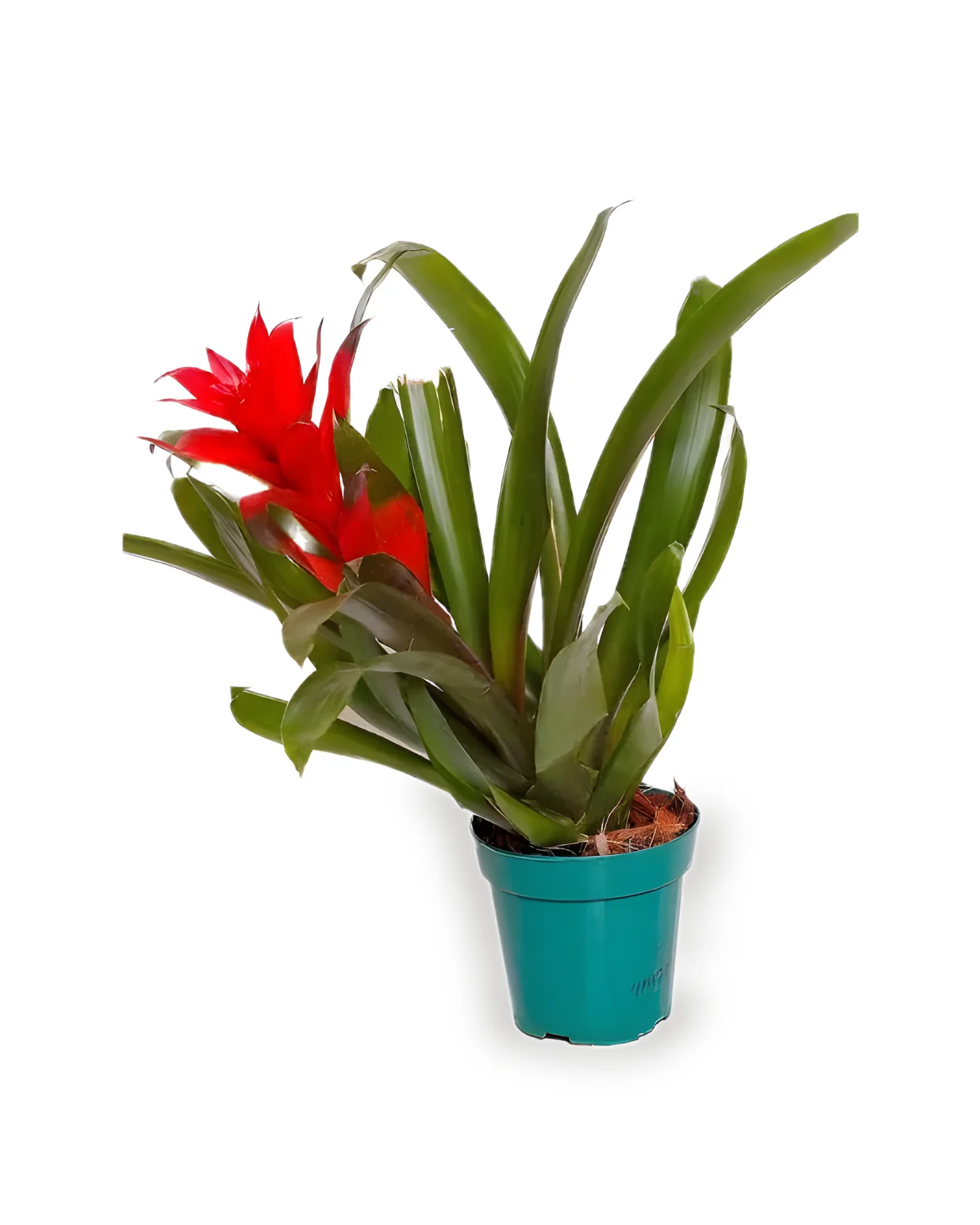 Bromélia Guzmania Verm/Amarela MDPT12
