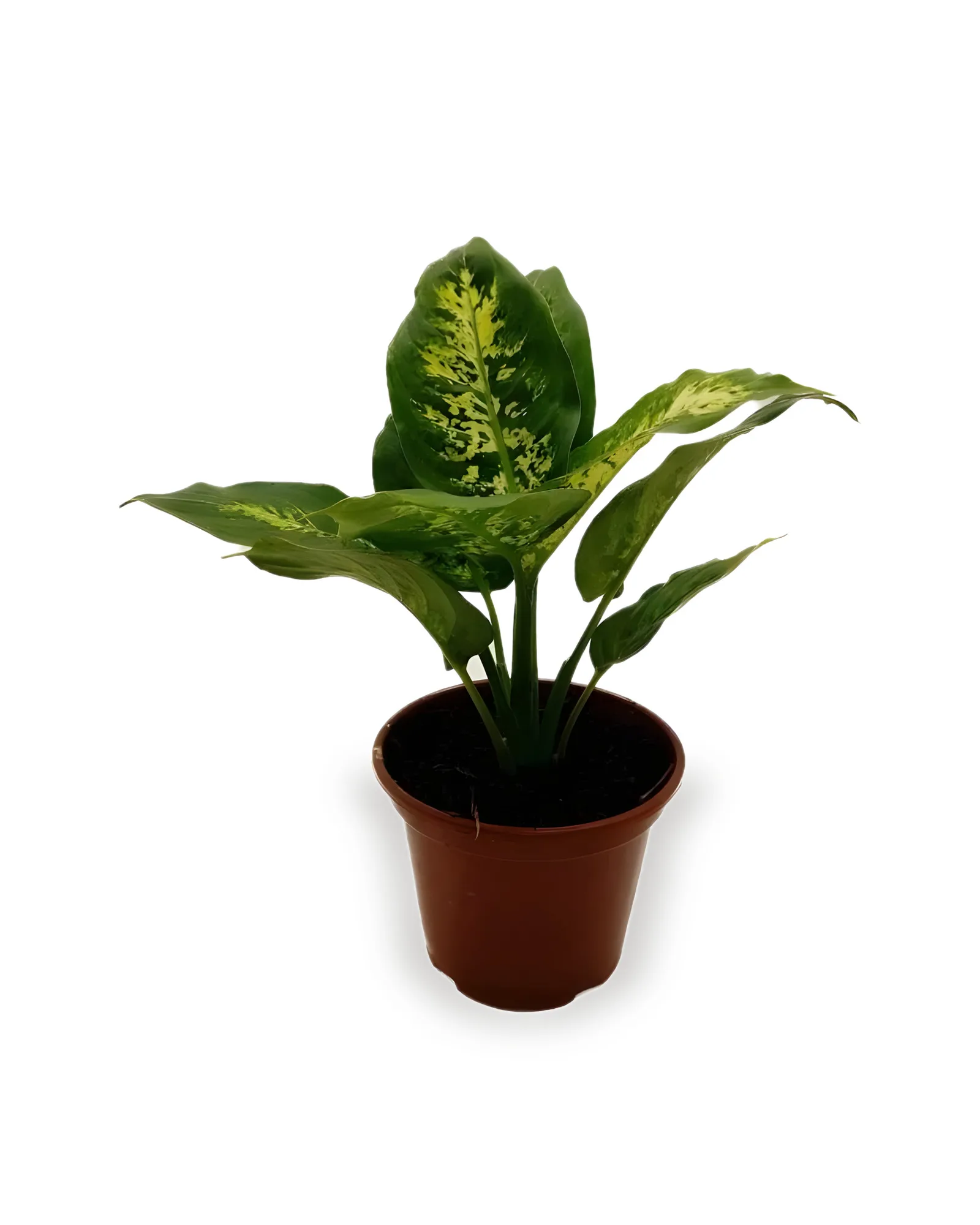 COMIGO NINGUÉM PODE DIEFFENBACHIA(Snow) MDPT15 (enviamos para todo Brasil)