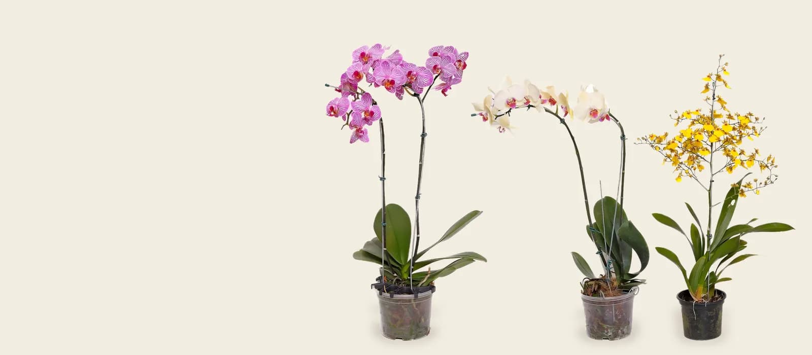 Três orquídeas em flor: rosa, branca e amarela