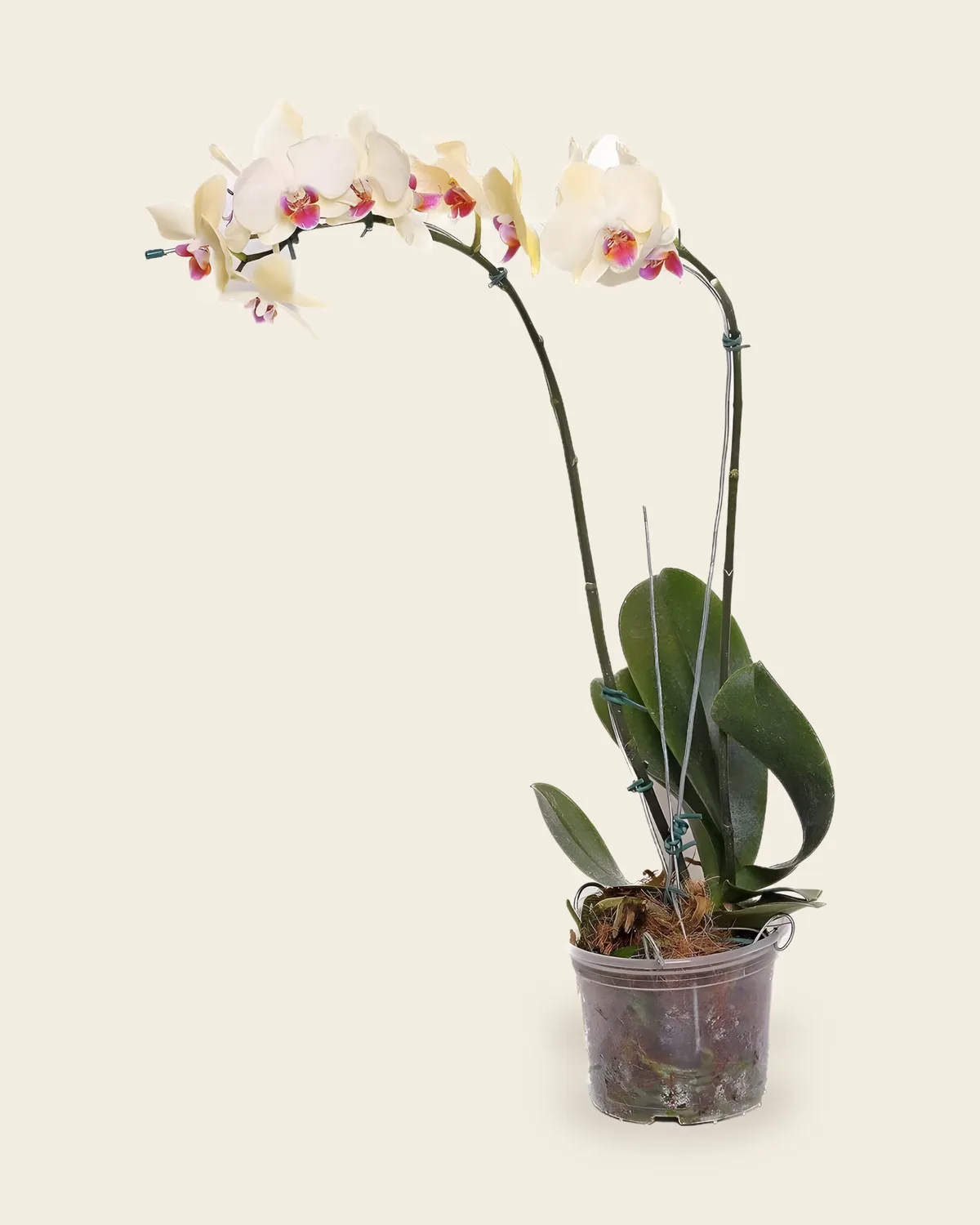 Orquídea phalaenopsis branca em flor