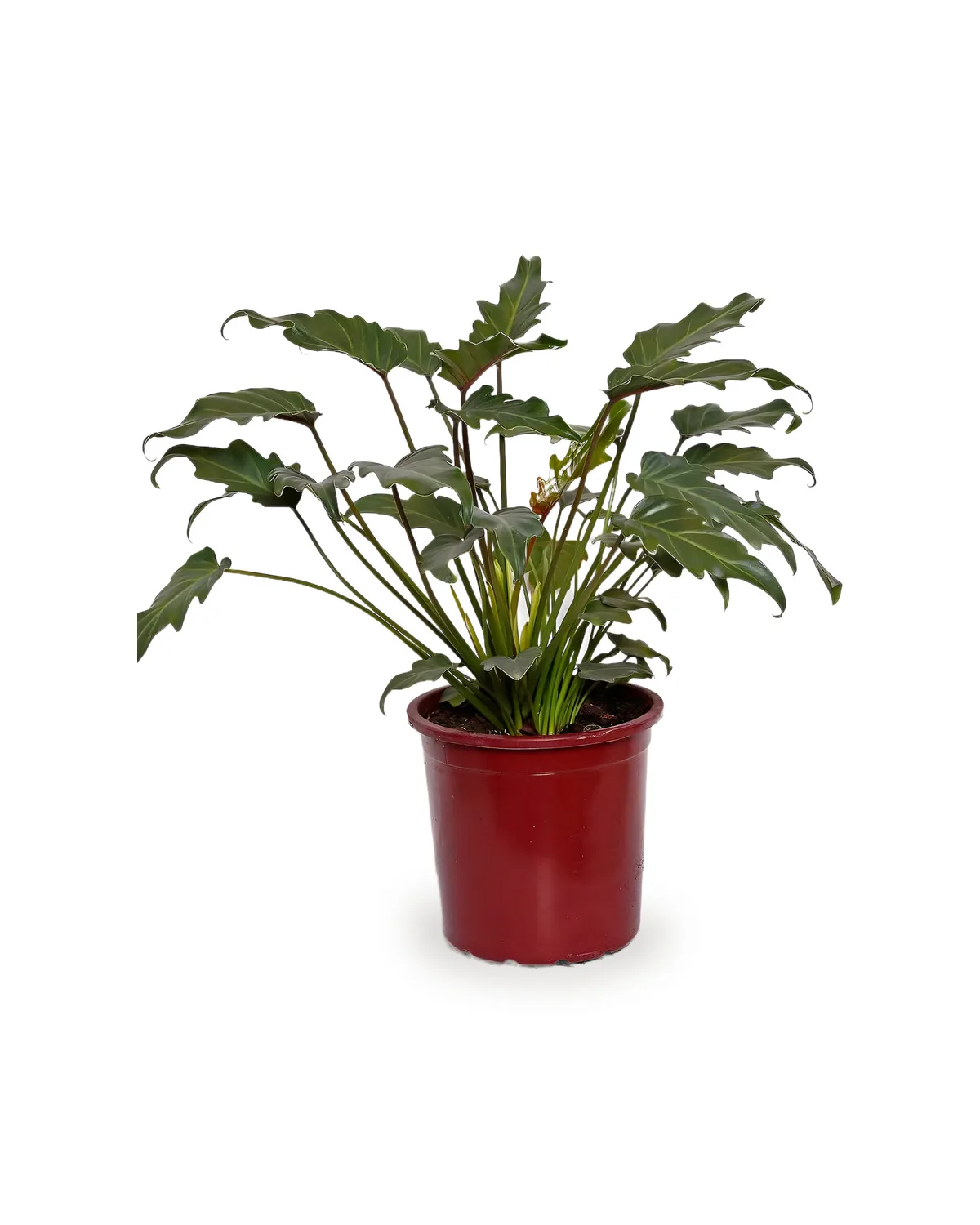 Planta ornamental em vaso vermelho