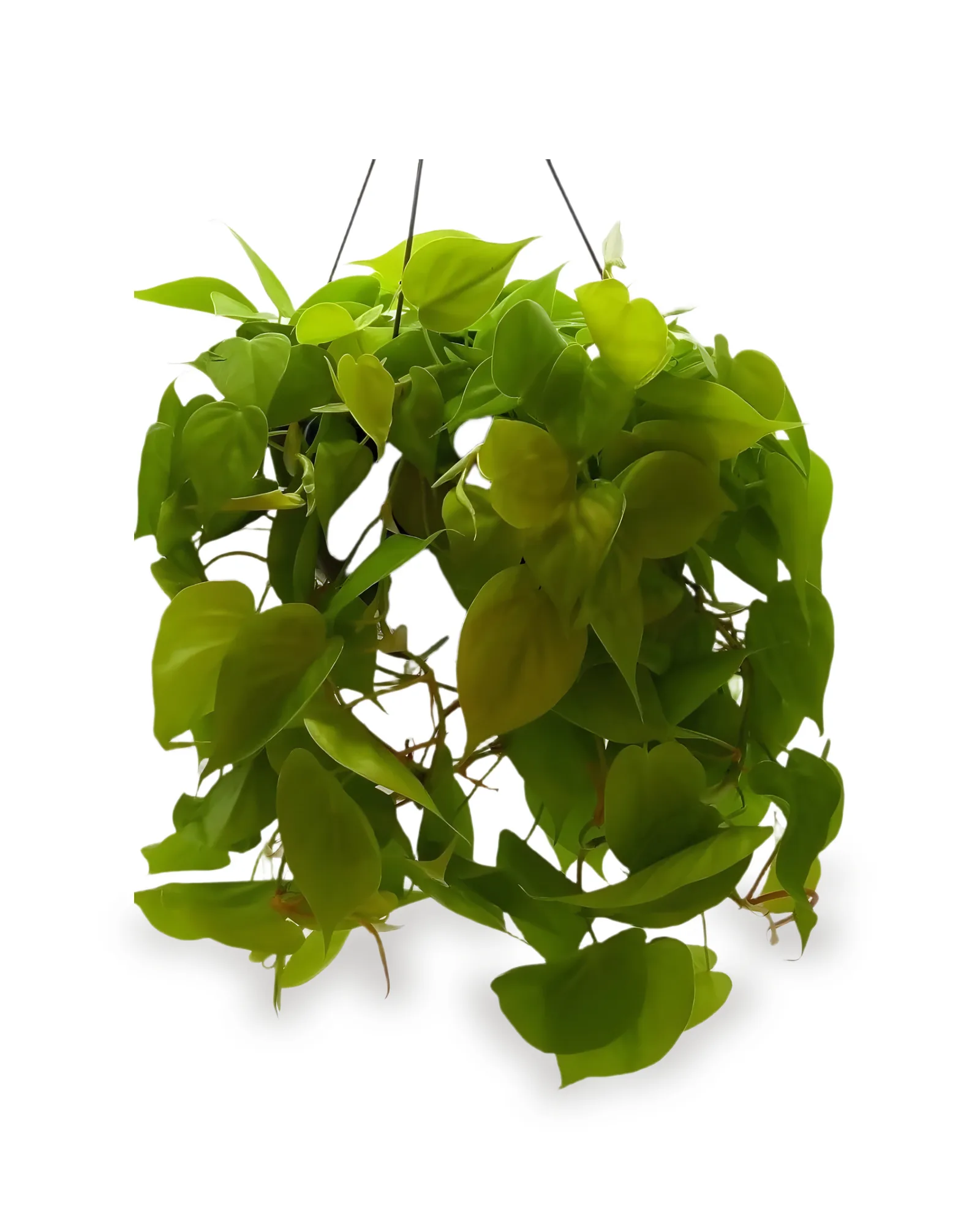 PHILODENDRON AMARELO PENDENTE 1/2VS MDCAVL