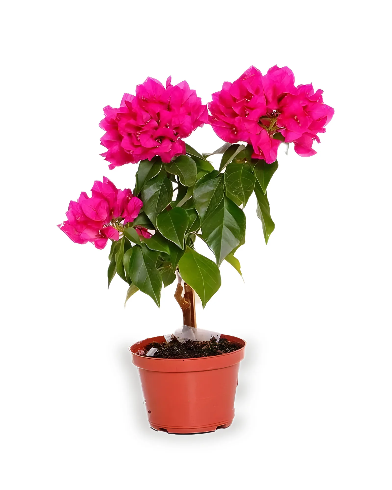 Primavera MDPT11