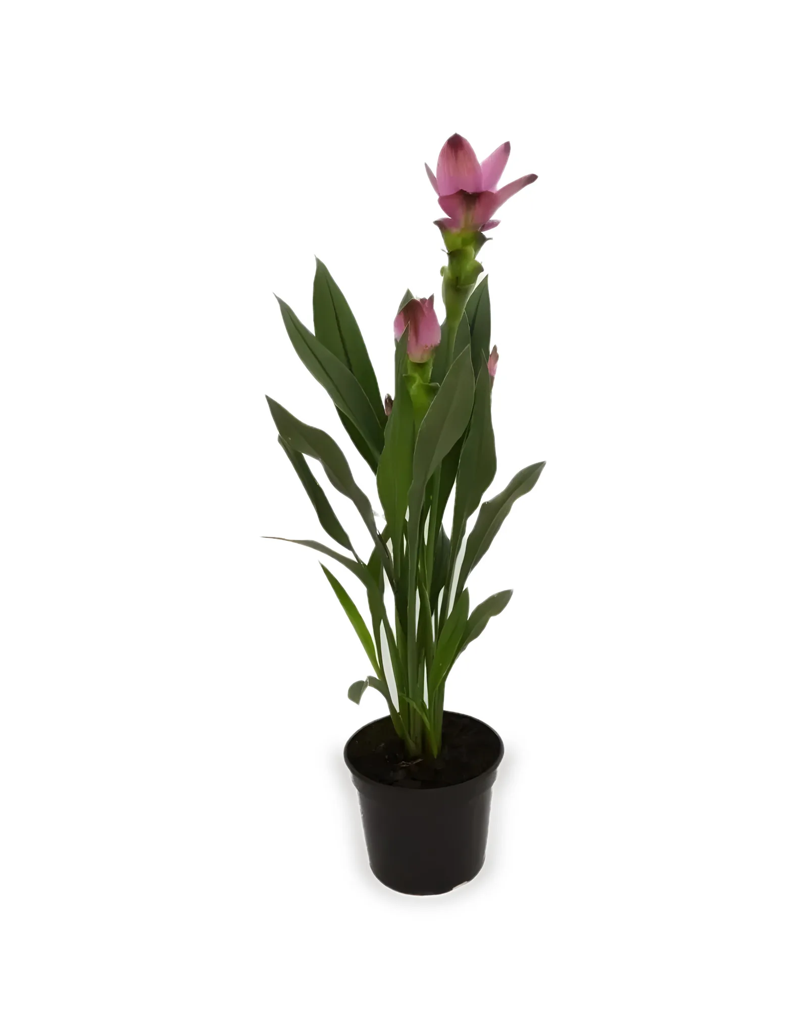 CURCUMA PT15