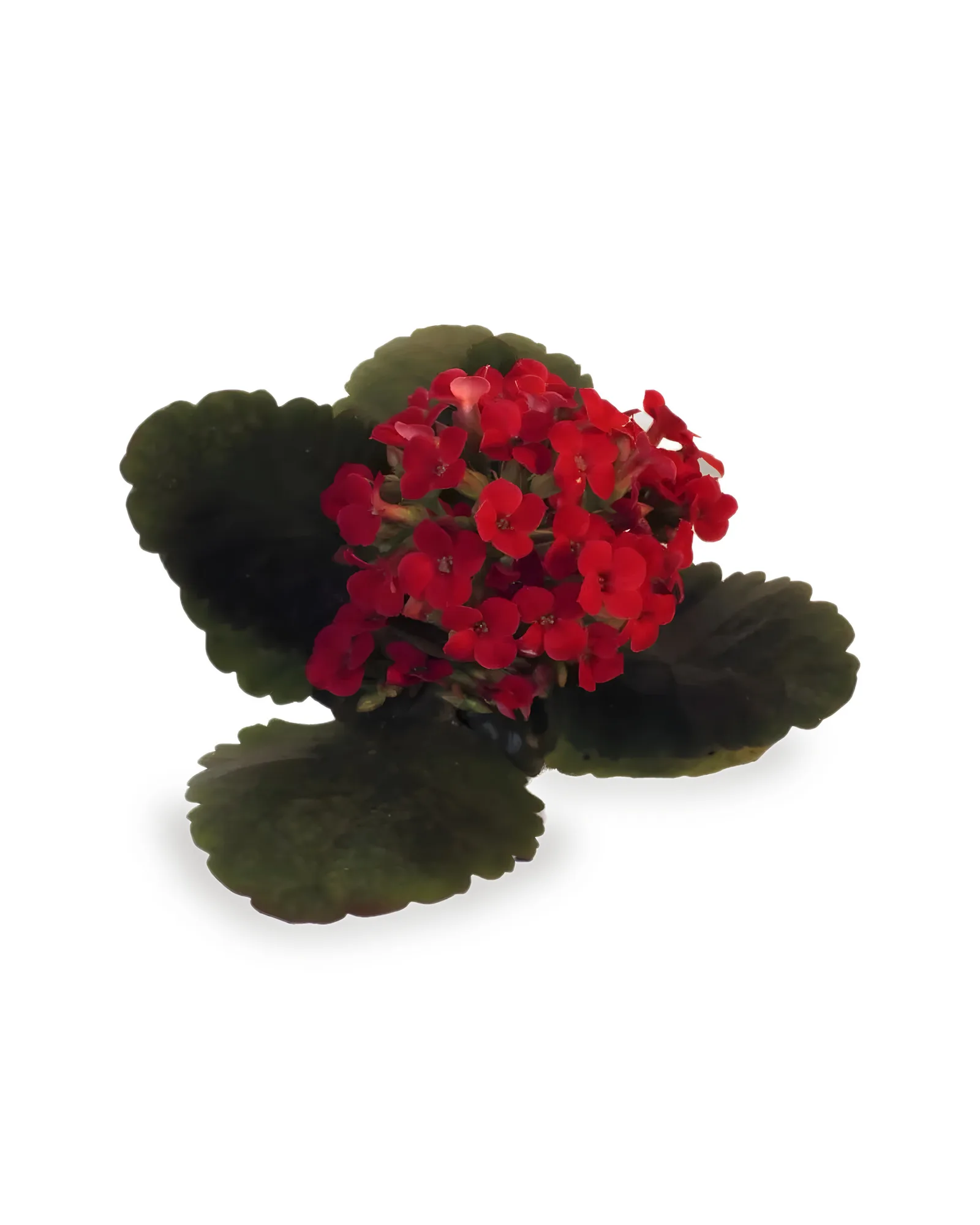 KALANCHOE /calandiva MDPT09 - Cores variadas