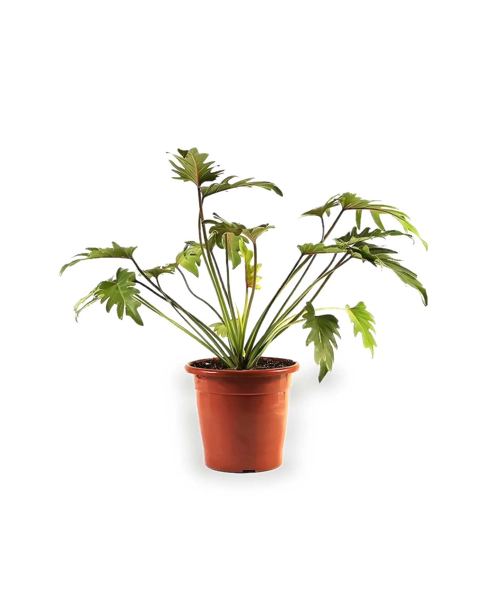 Philodendron Xanadu MDPT30VL