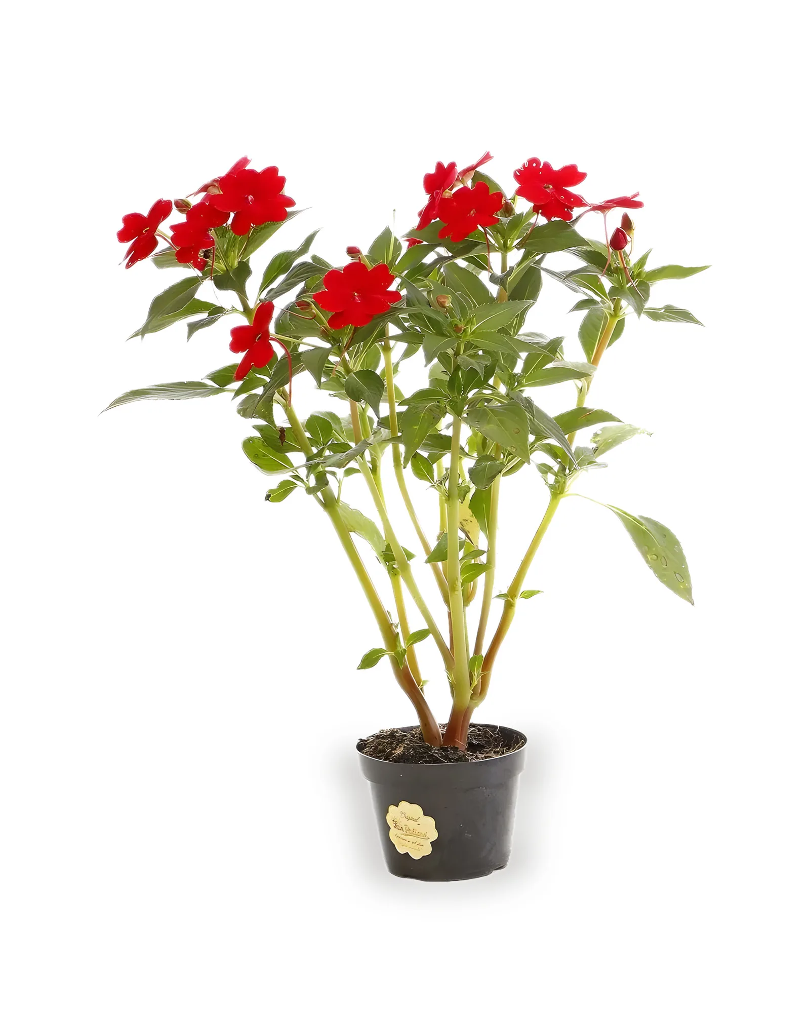 Sunpatiens Pt13 - cores variadas