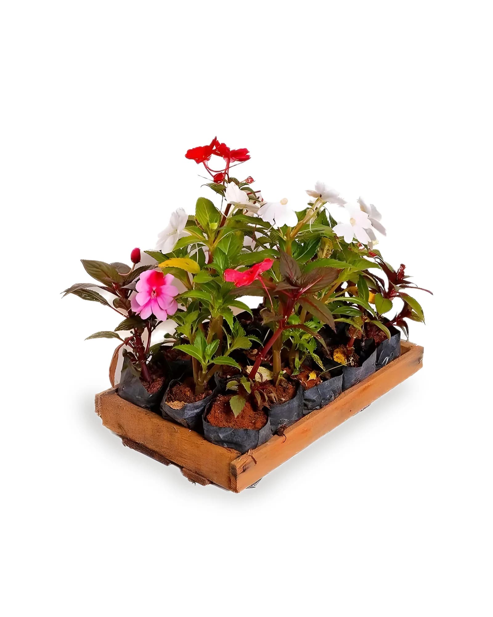 Impatiens Caixa com 08UN