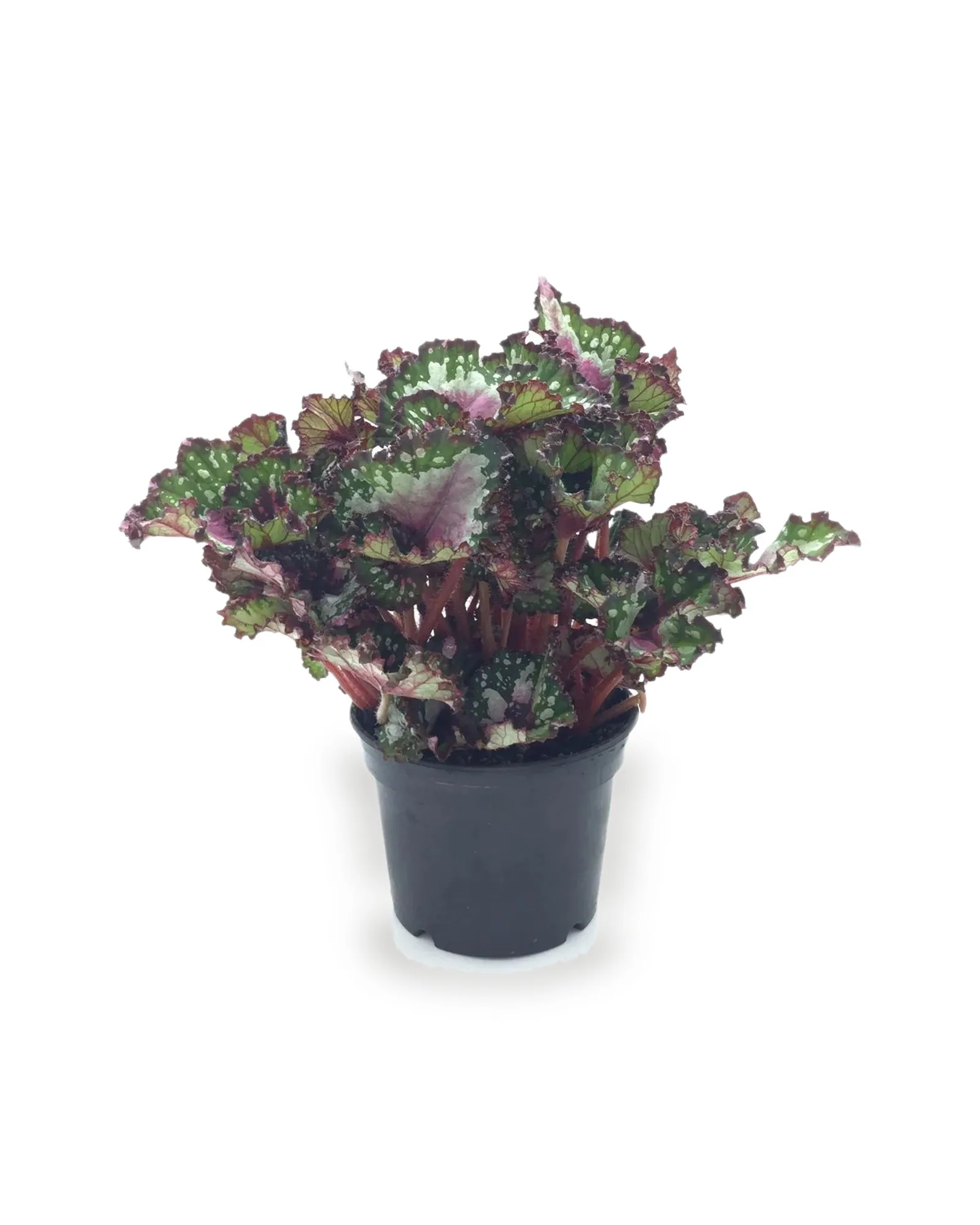 Begonia Beleaf pote 11 (enviamos para todo Brasil)