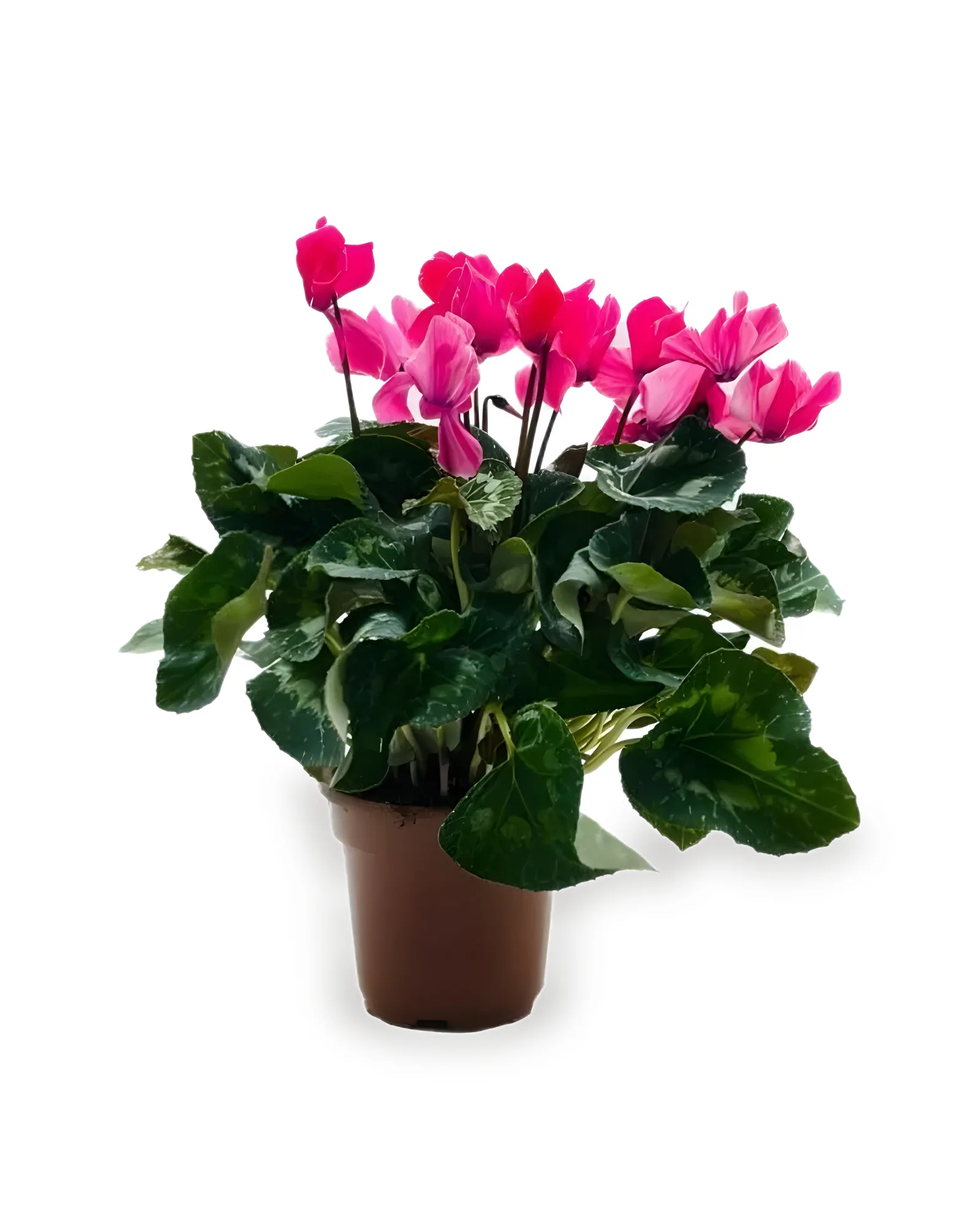 CYCLAMEN MDPT 14