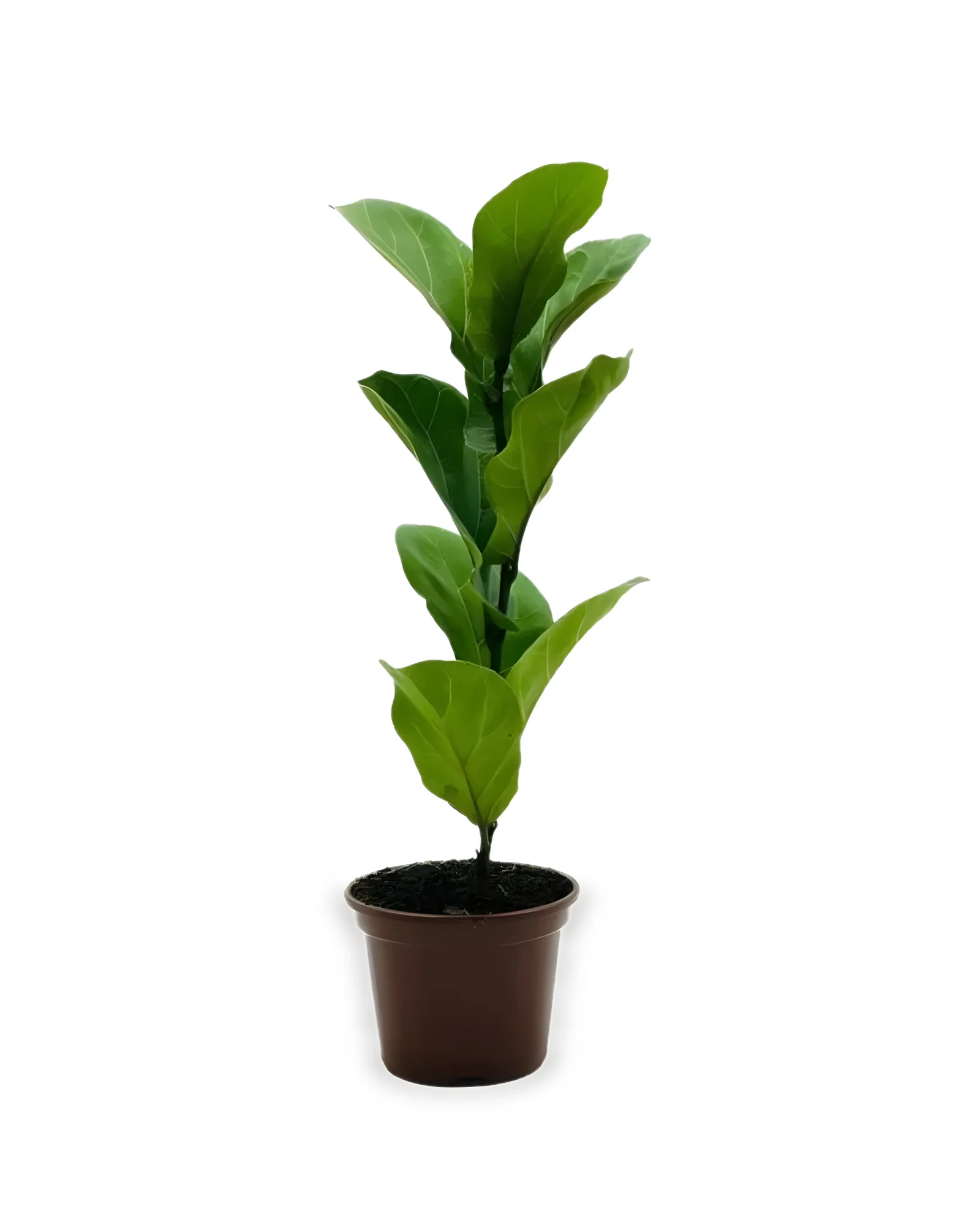 FICUS LYRATA BAMBINO BABY PT15- enviamos para todo brasil
