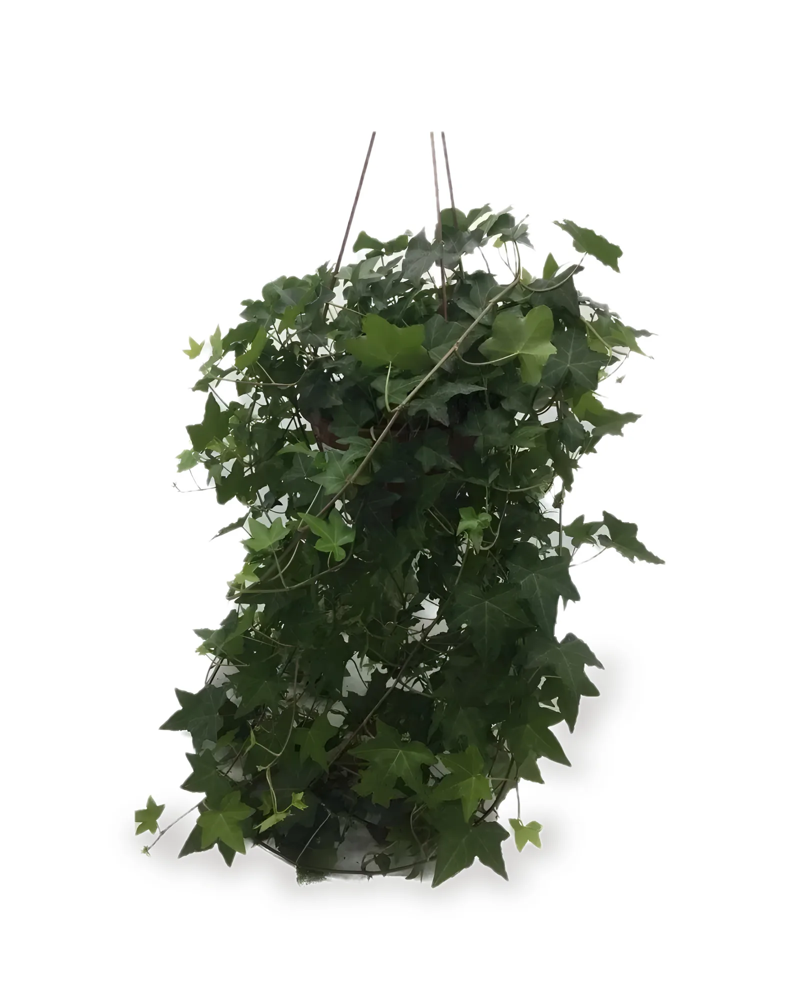 HEDERA ESPECIAL CUIA 21