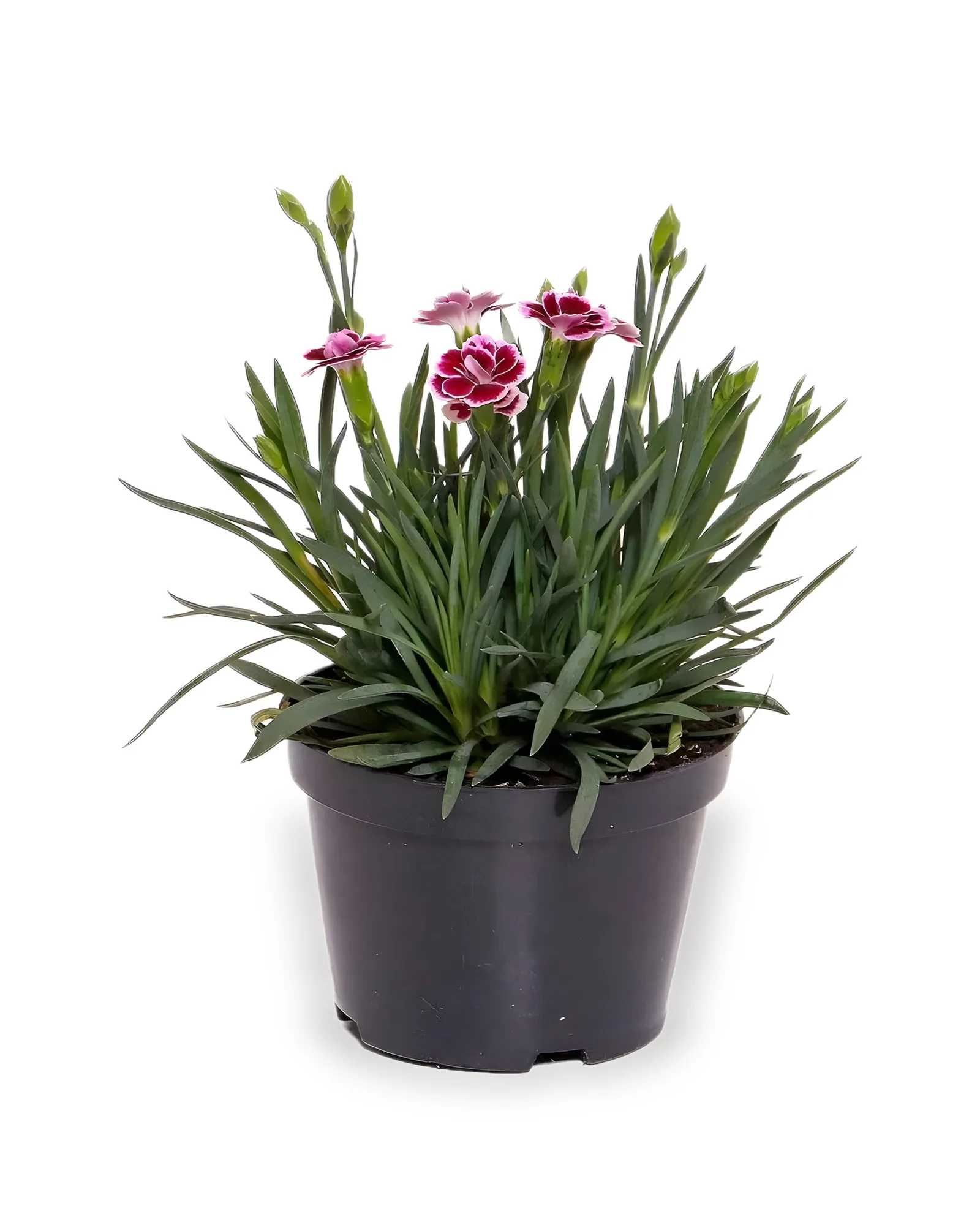 Dianthus MDPT11
