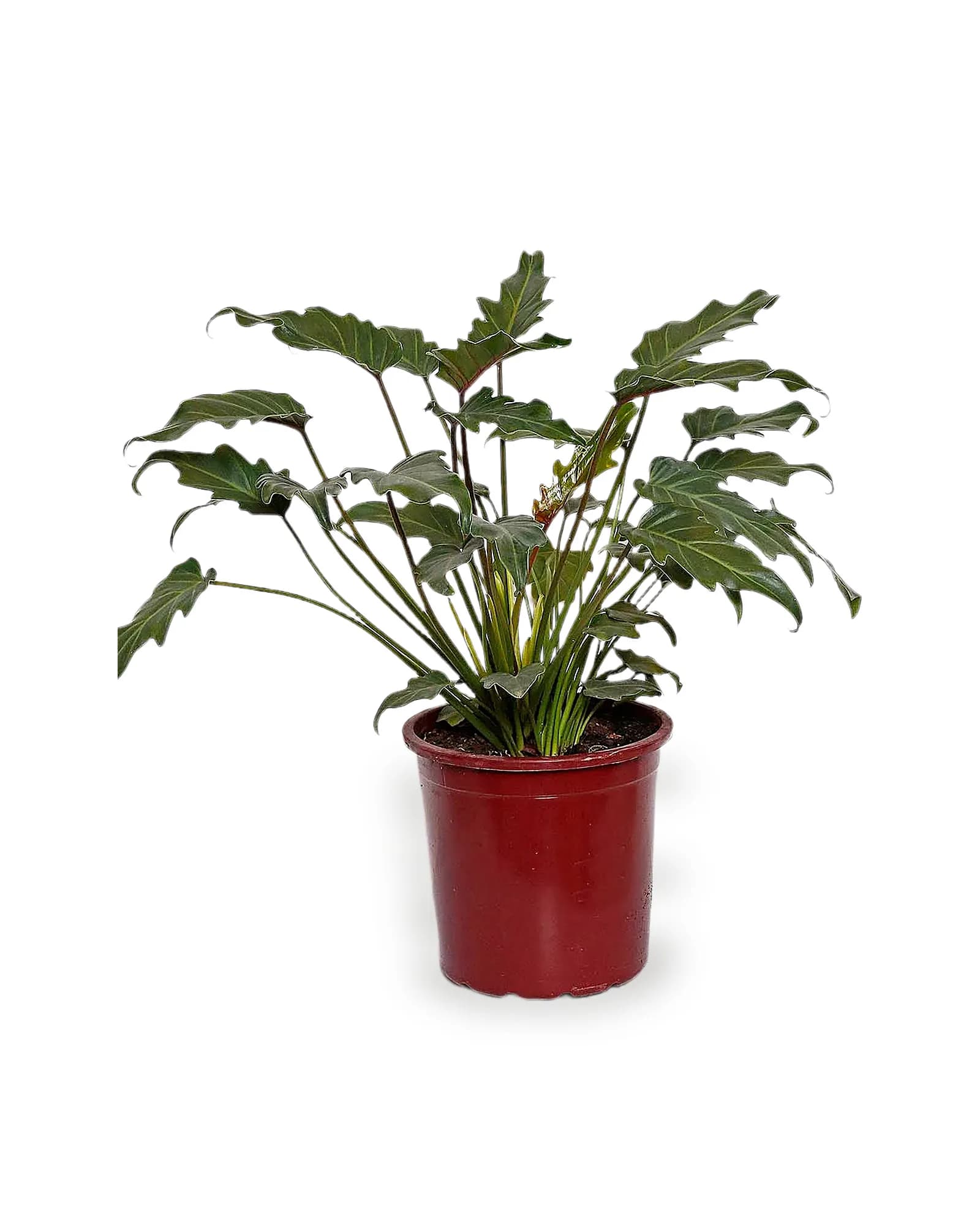 Philodendron Xanadu MDPT24VL
