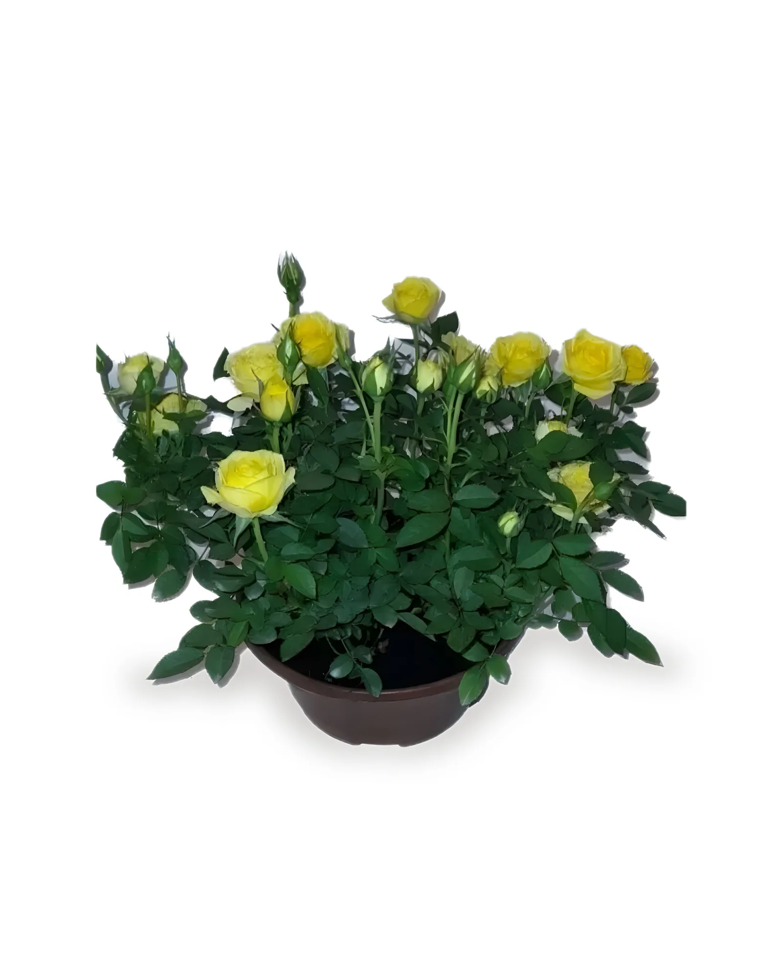 ROSEIRA VARIADA MDCA21