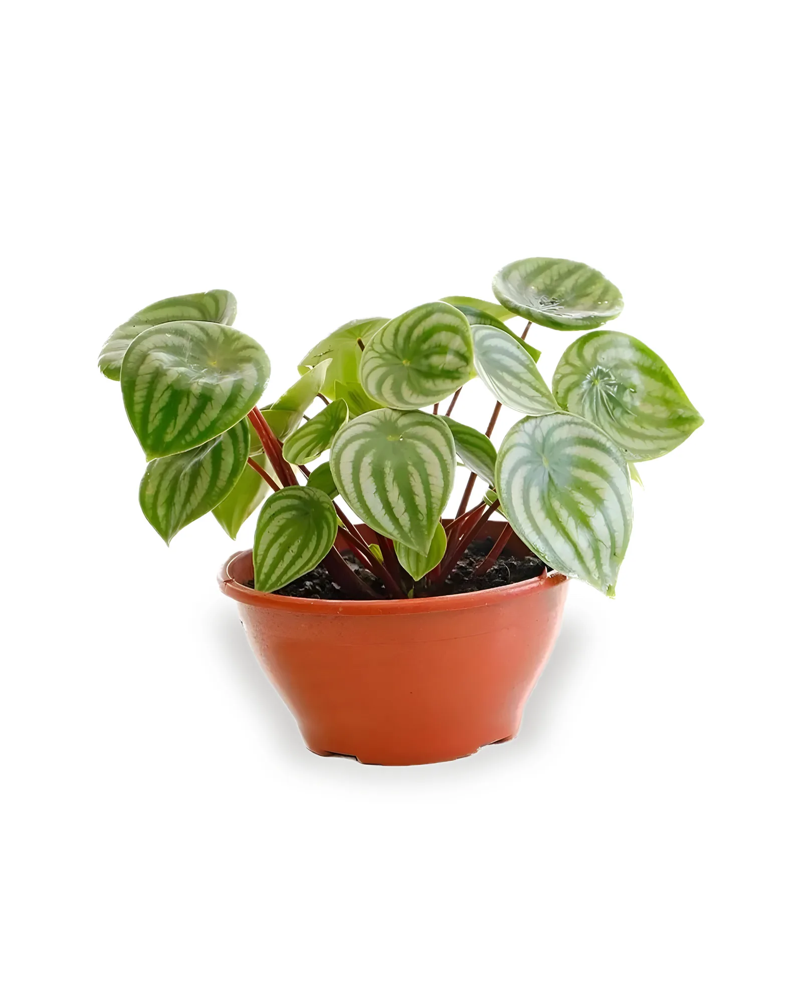 Peperomia Melancia Pote 21