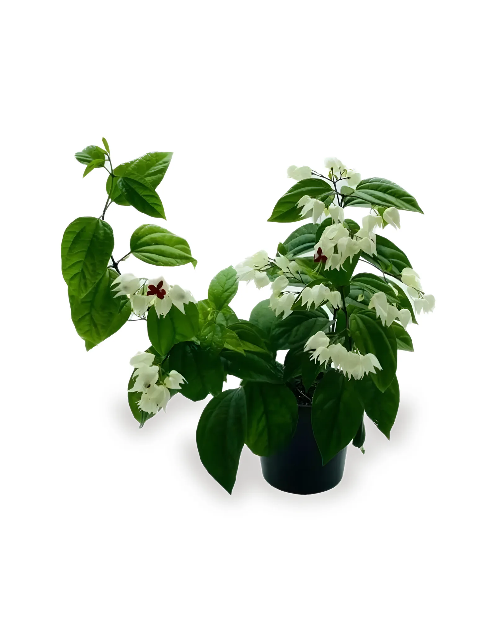 LAGRIMA DE CRISTO POTE 14