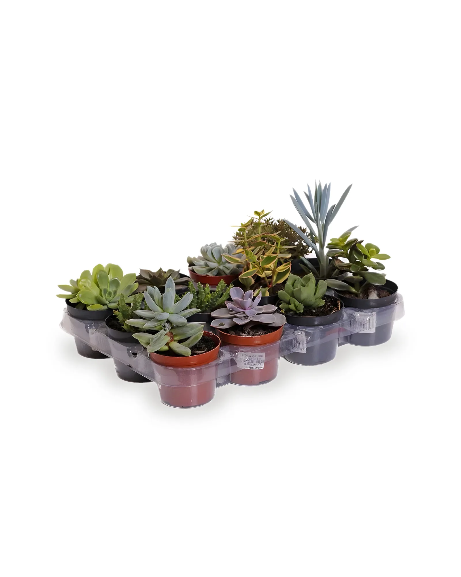Kit c 12 Suculentas Variadas PT09