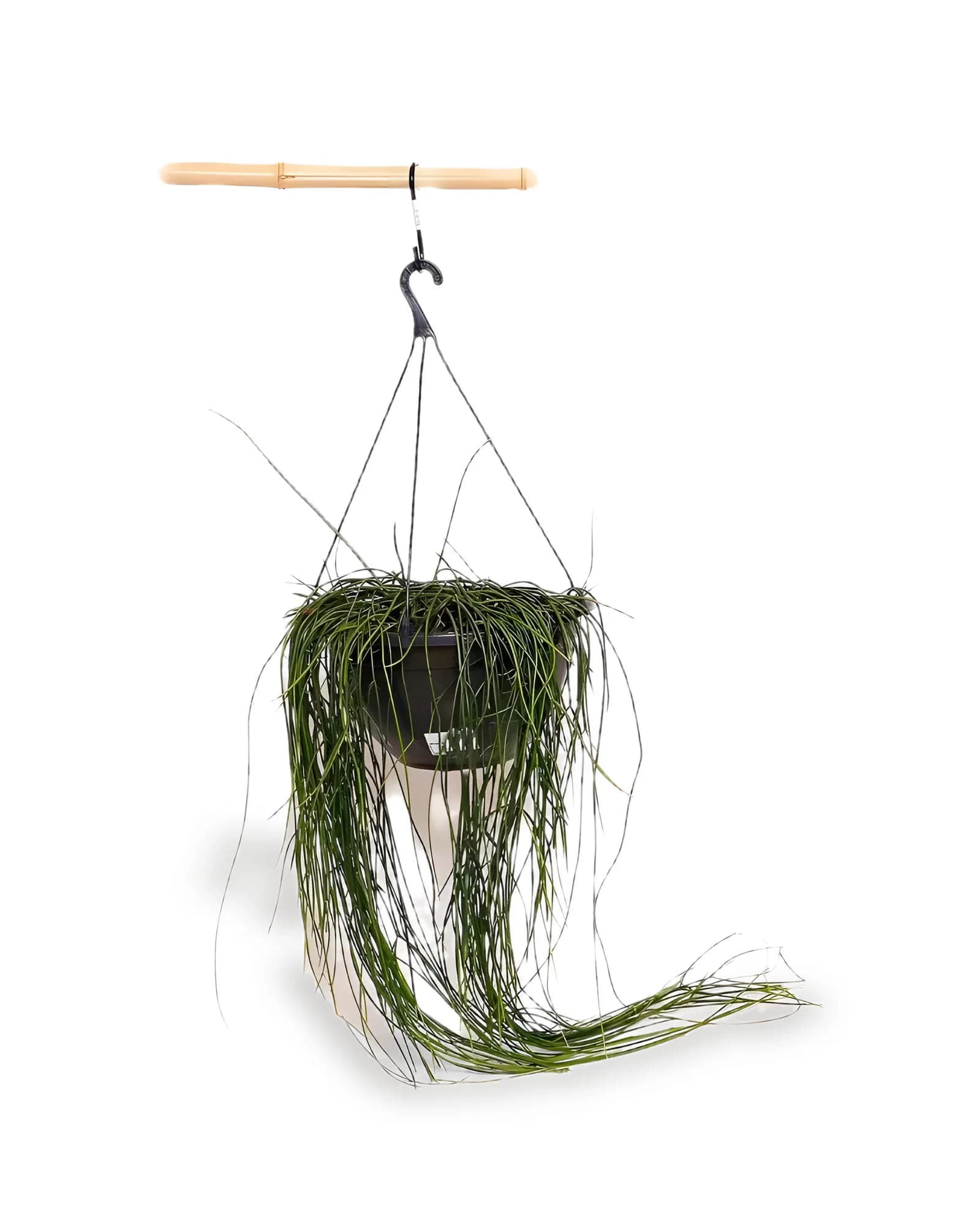 Rhipsalis Macar. 1/2 Vaso MD